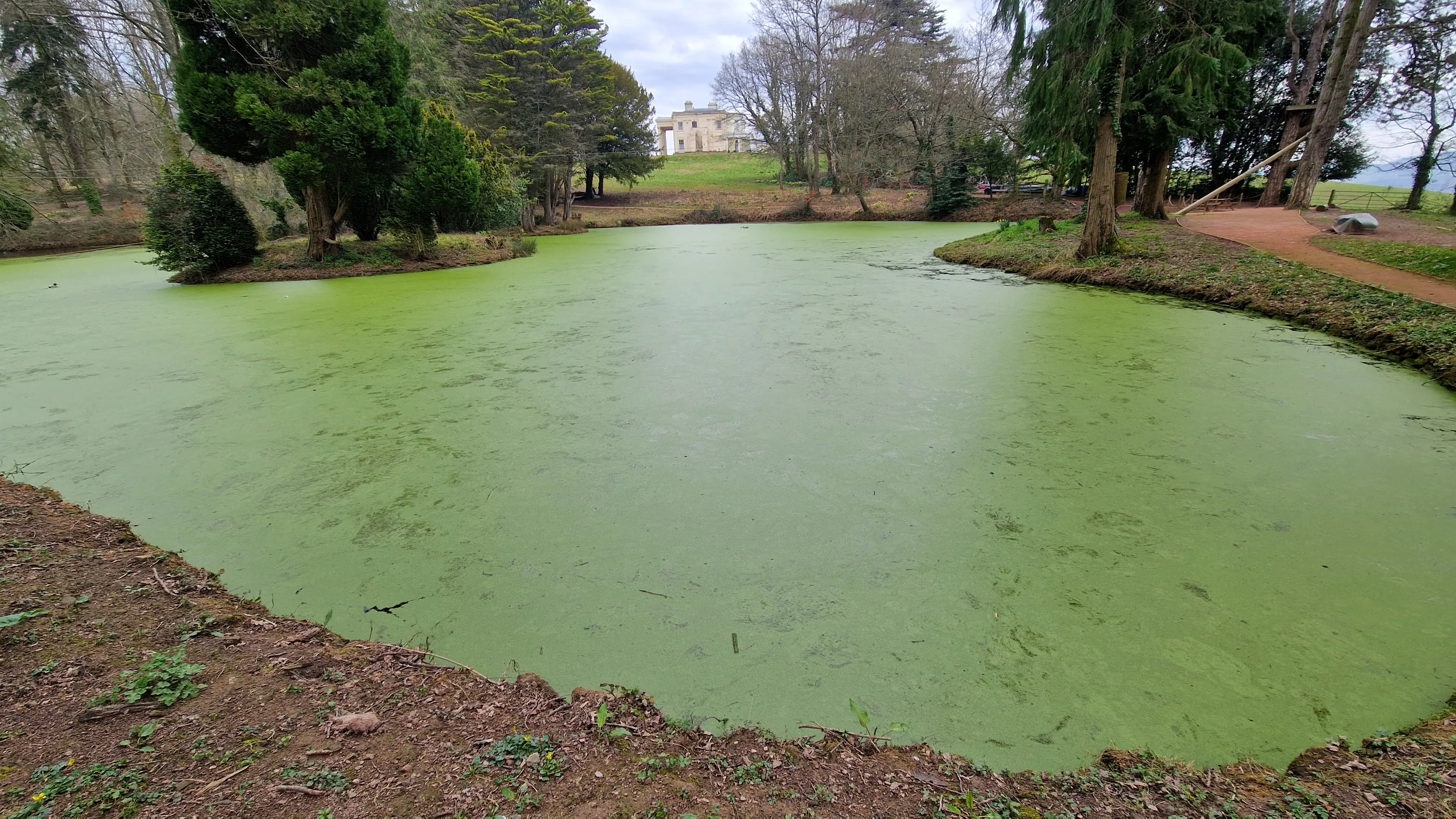 Dense duckweed growth on Private Pond