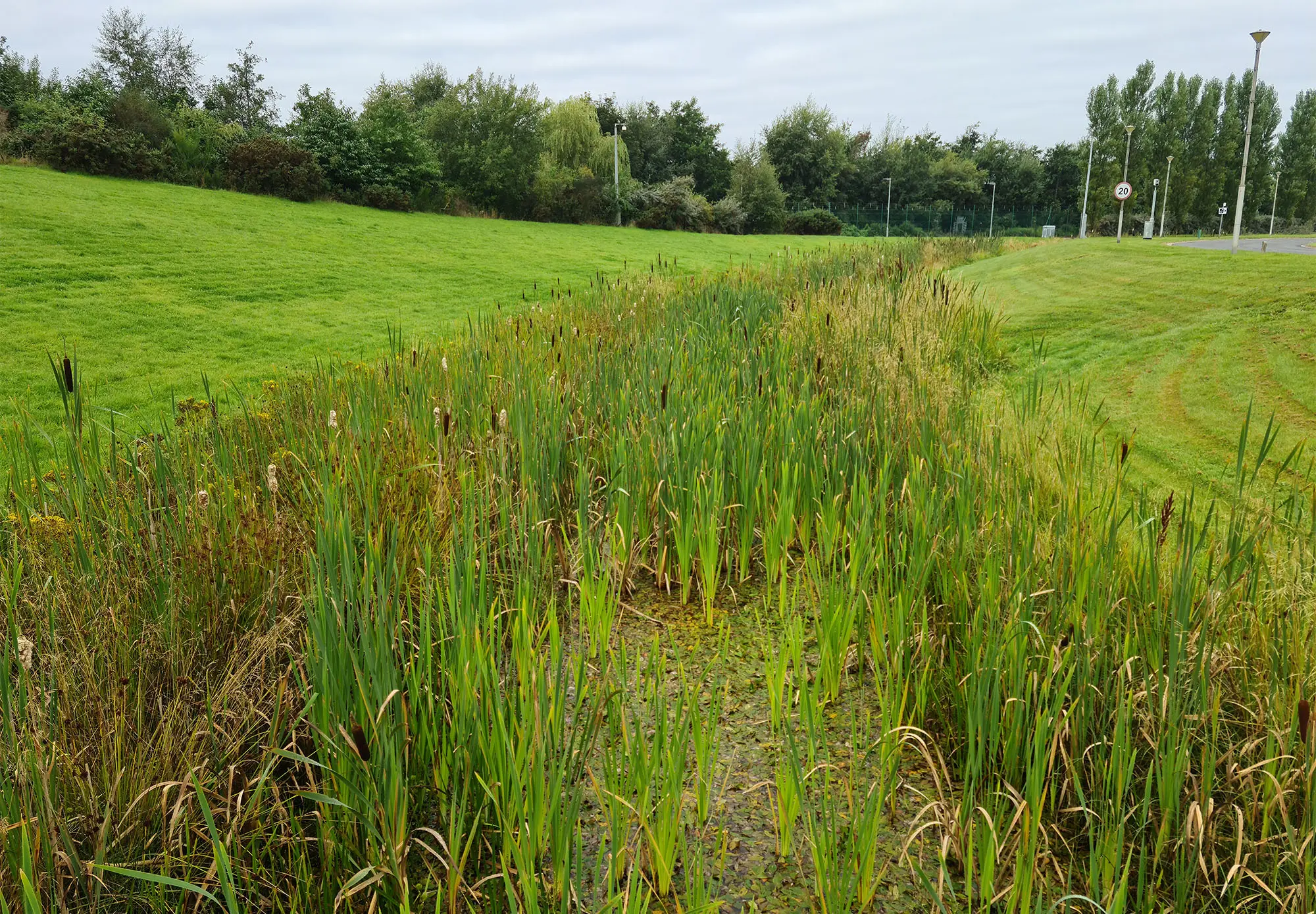 Dense bulrush growth within airport drainage