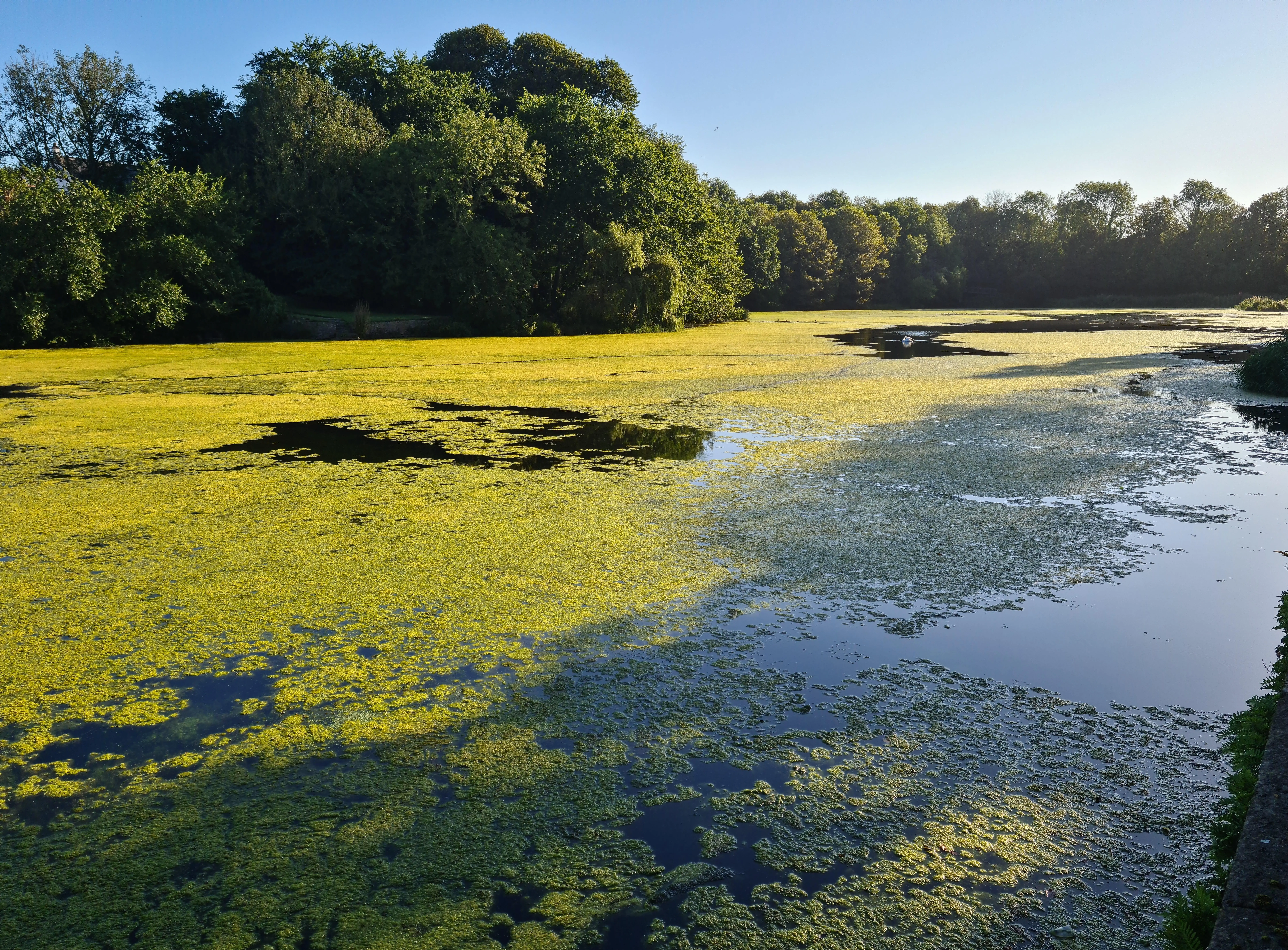 Algae & Blanket Weed