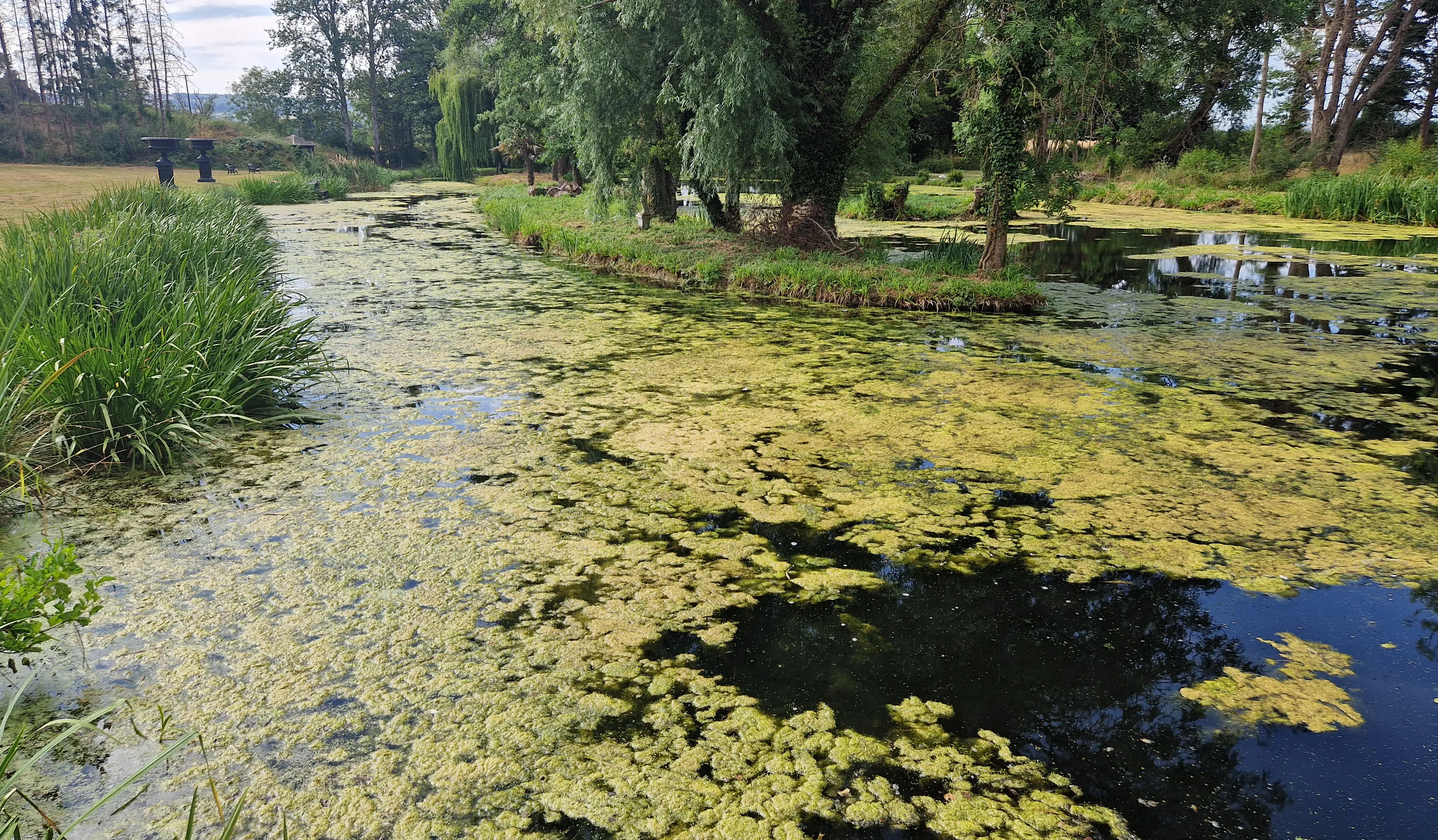 Watercourse covered with blanket weed before removal