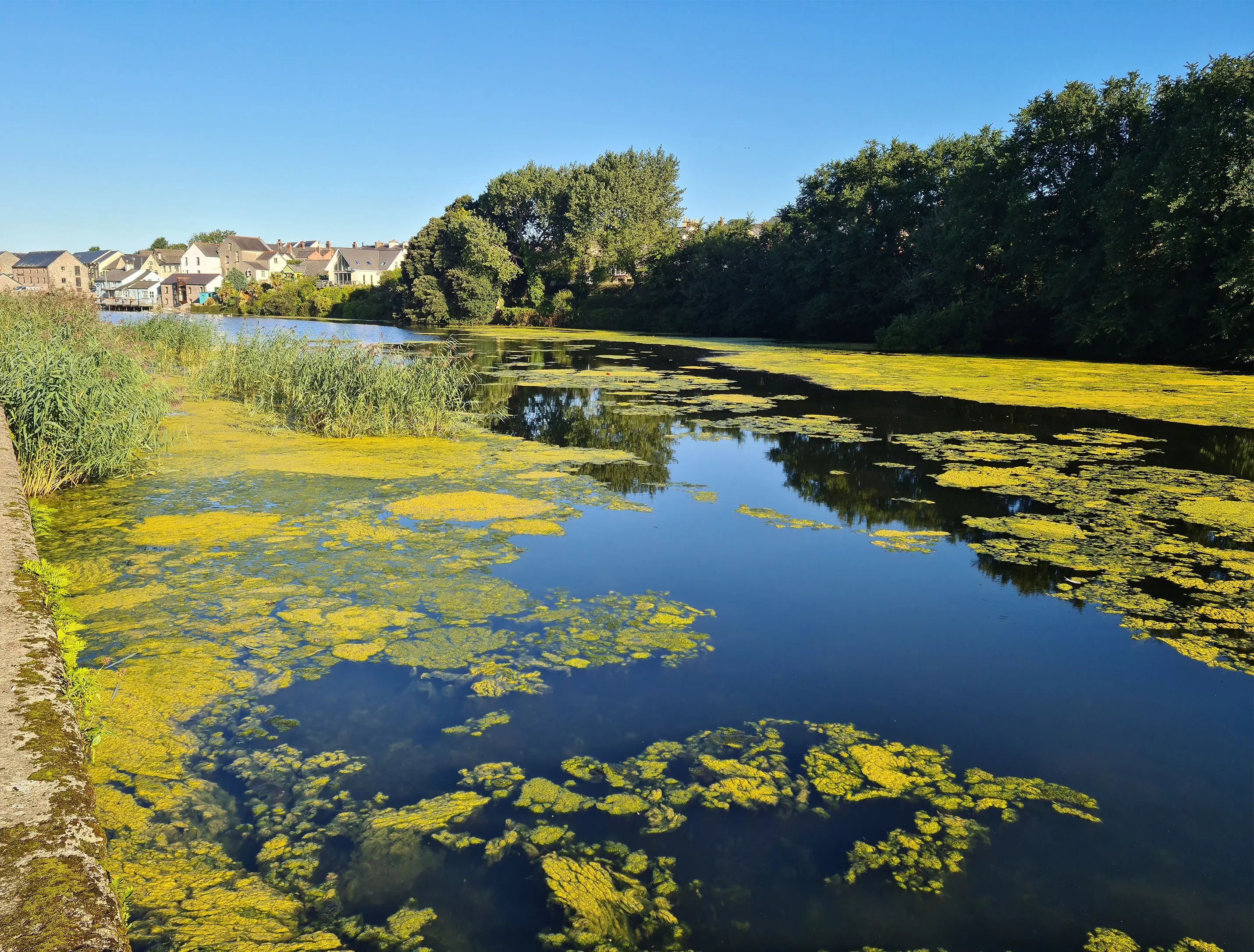 Watercourse covered with blanket weed before removal