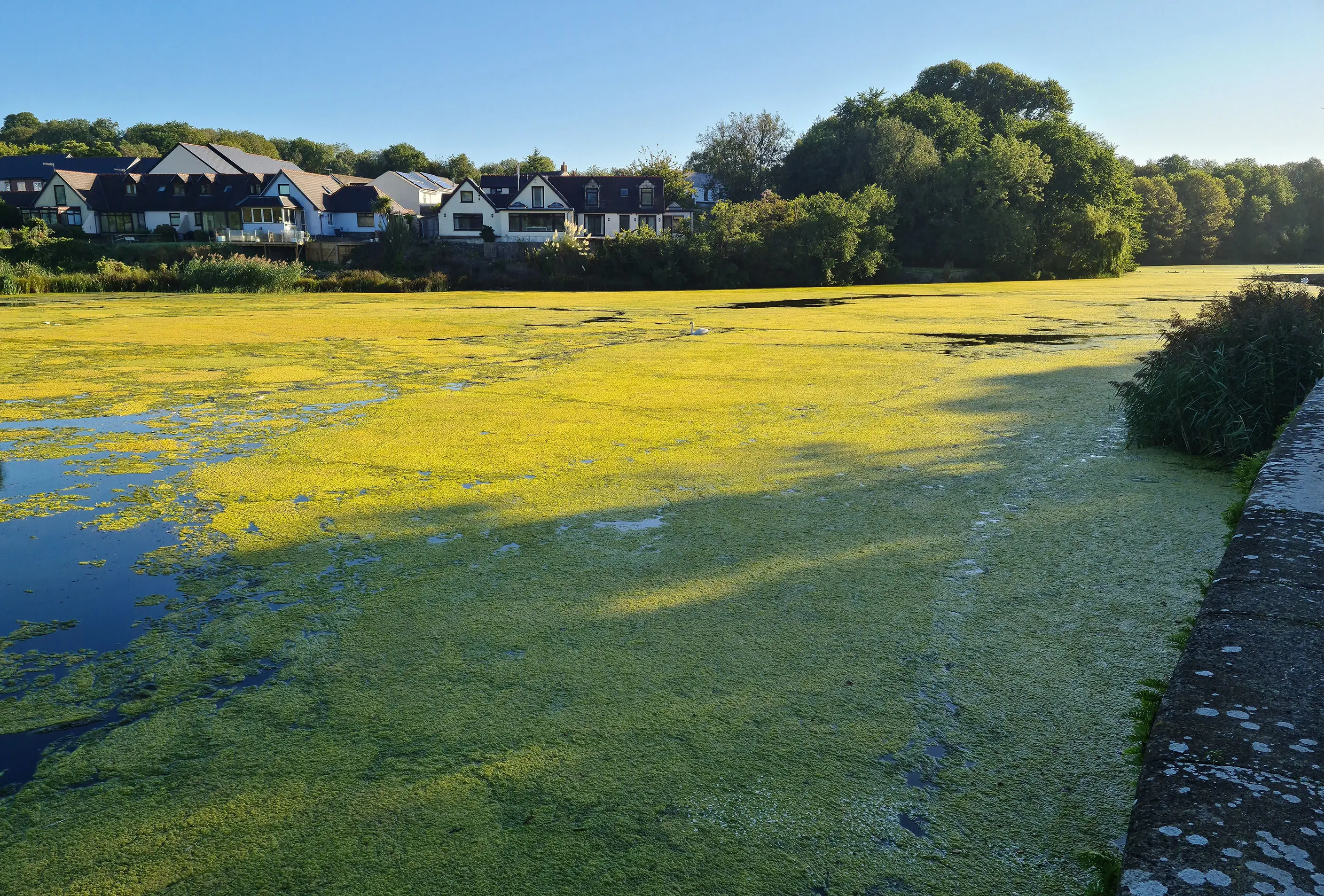 Extensive algae growth across a National Trust public waterway