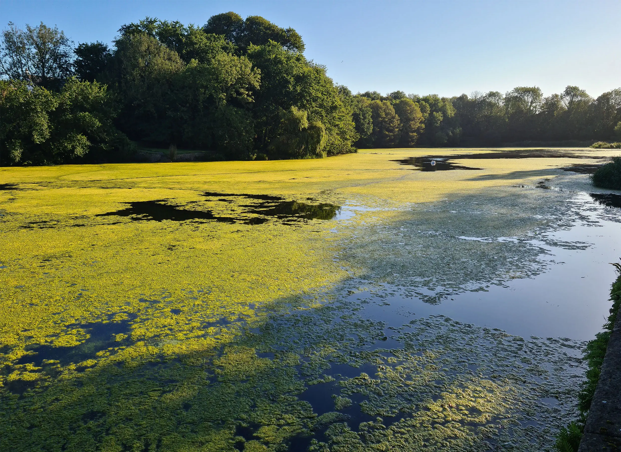 Algae-covered section of the National Trust waterway