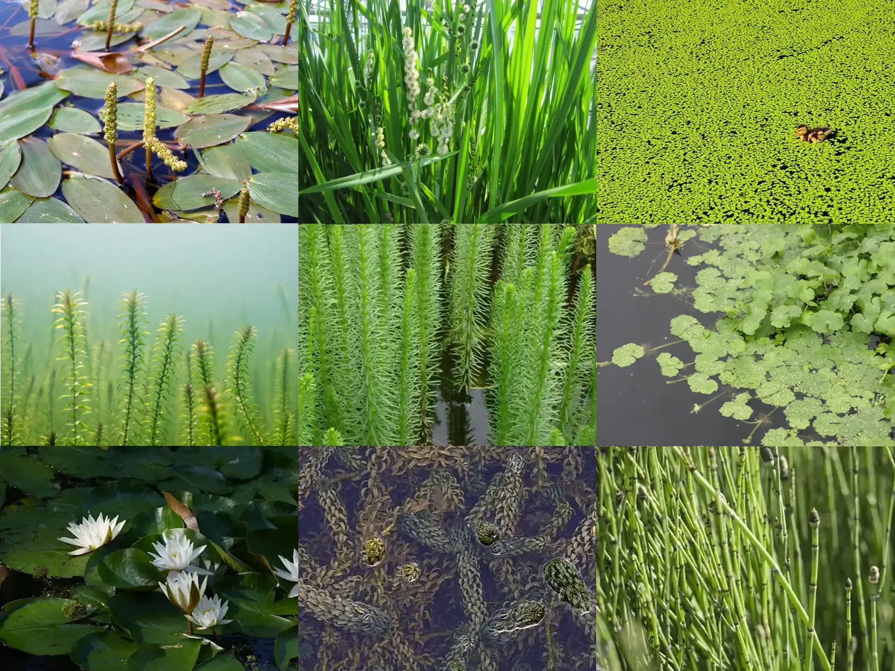 Invasive Species Removal
