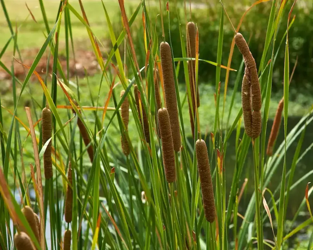 Bulrush Removal