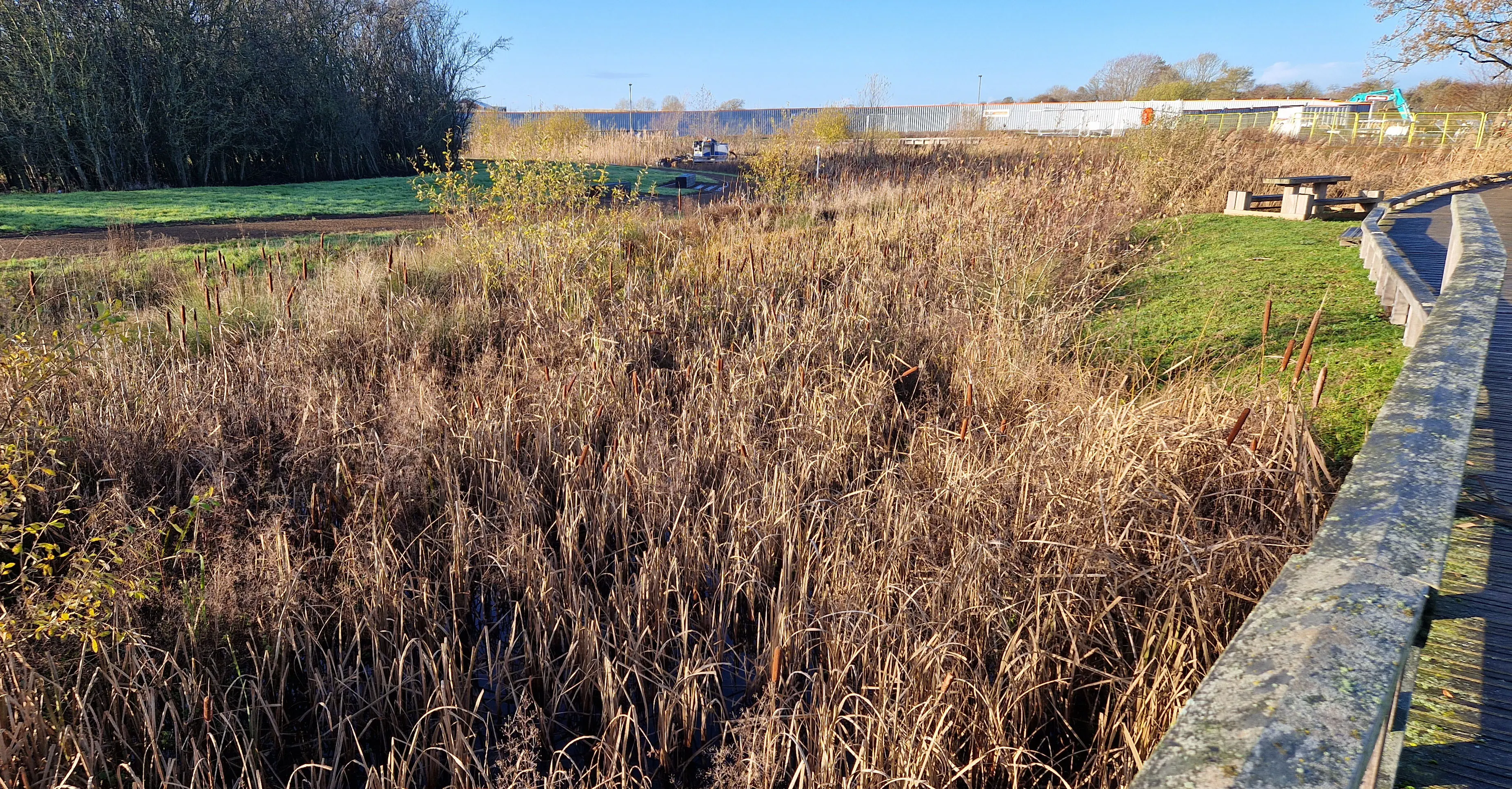 Waterway overgrown with bulrush and bur-reed