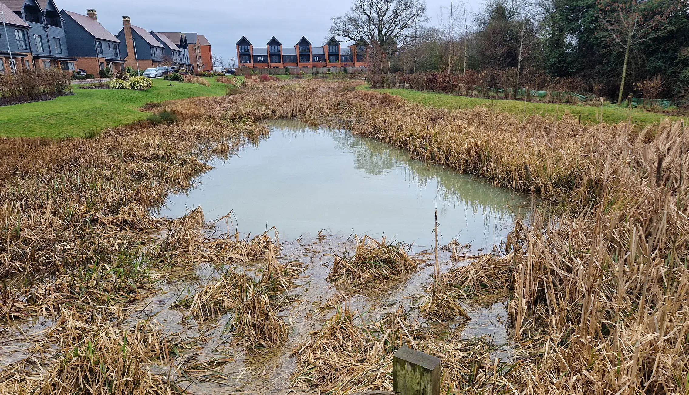 Overgrown canal and pond restricting areas of open water