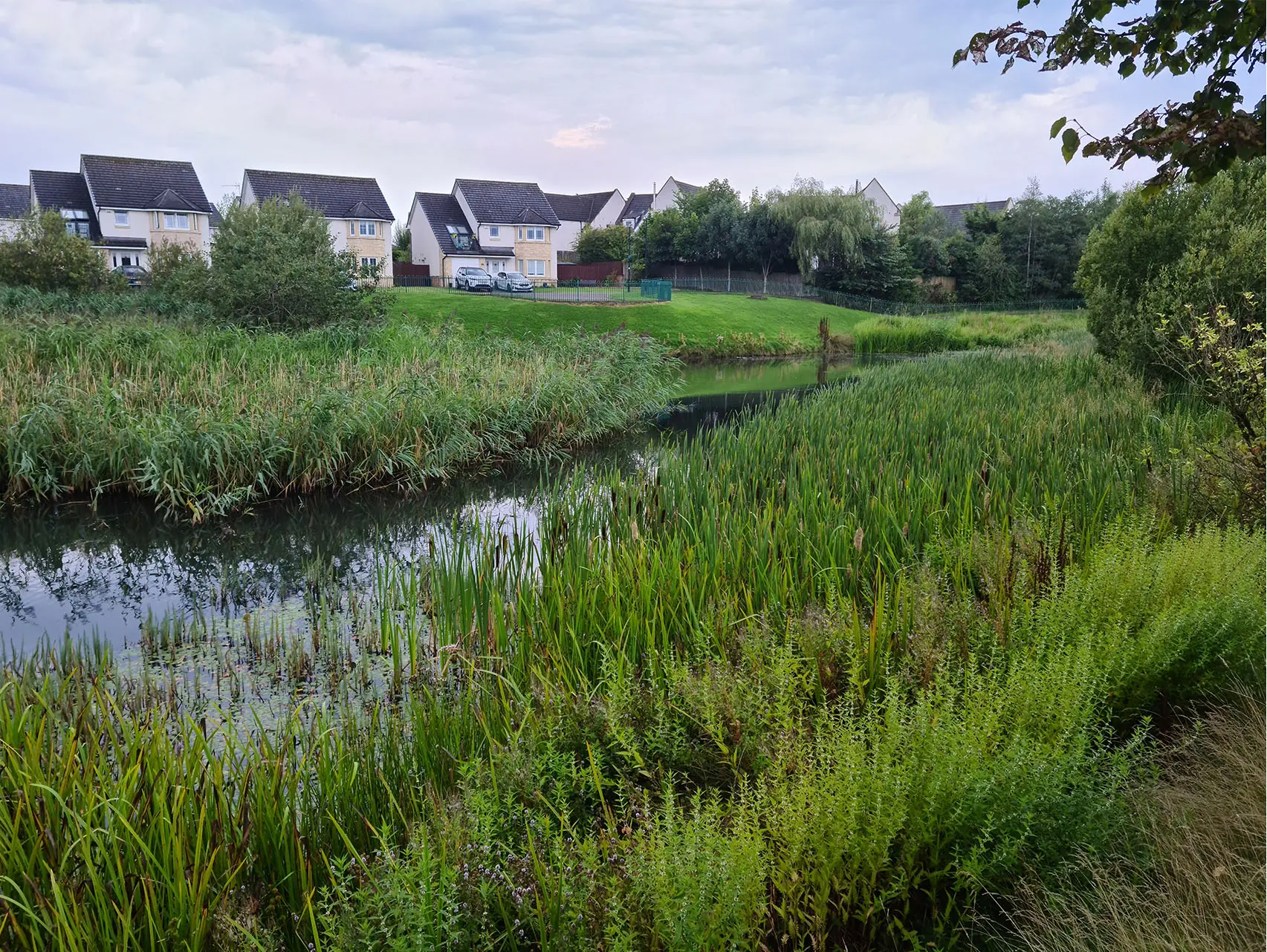 Waterway overgrown with bulrush and bur-reed