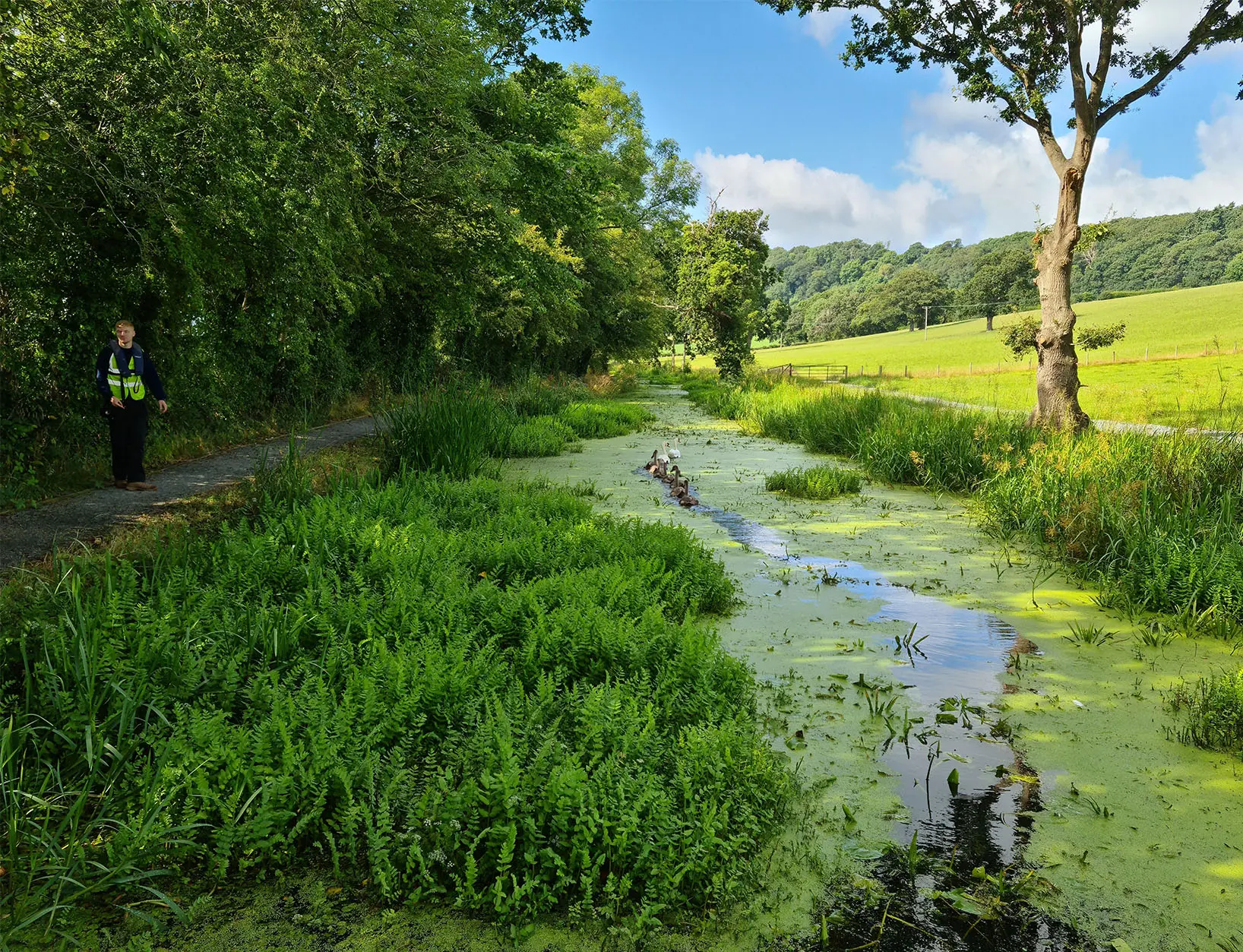 Overgrown public canal affected by invasive species, weeds and algae