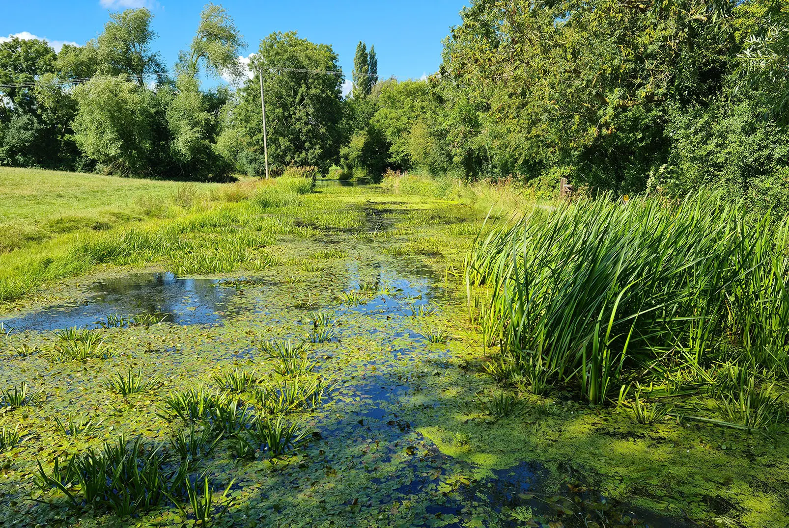 Before cutting aquatic vegetation