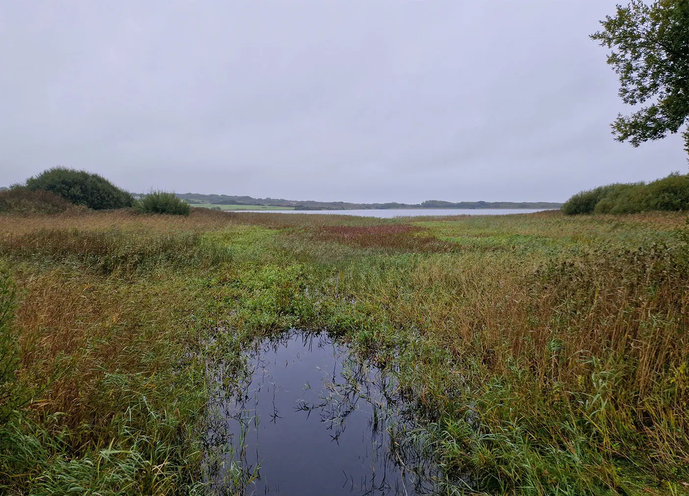 Dense reed growth restricting waterways and open water