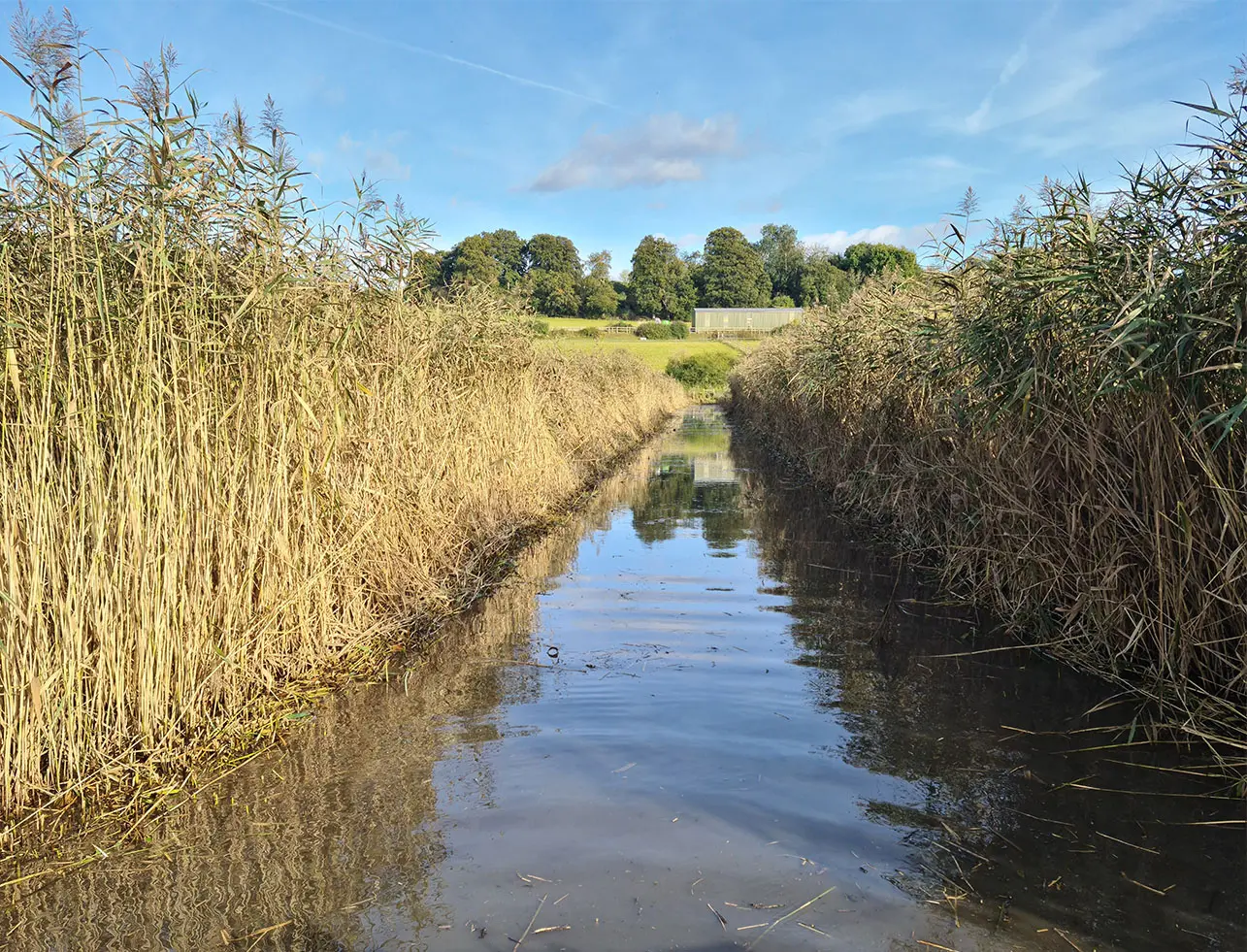 Reed Bed Management Nature Reserve
