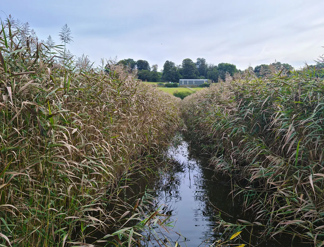 Reed bed before ditch, pool, or channel clearance