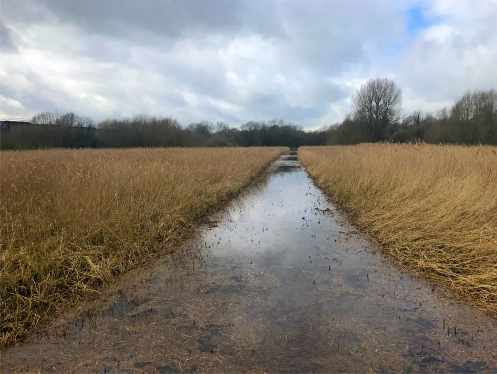 Reopened waterway and restored open water after reed clearance