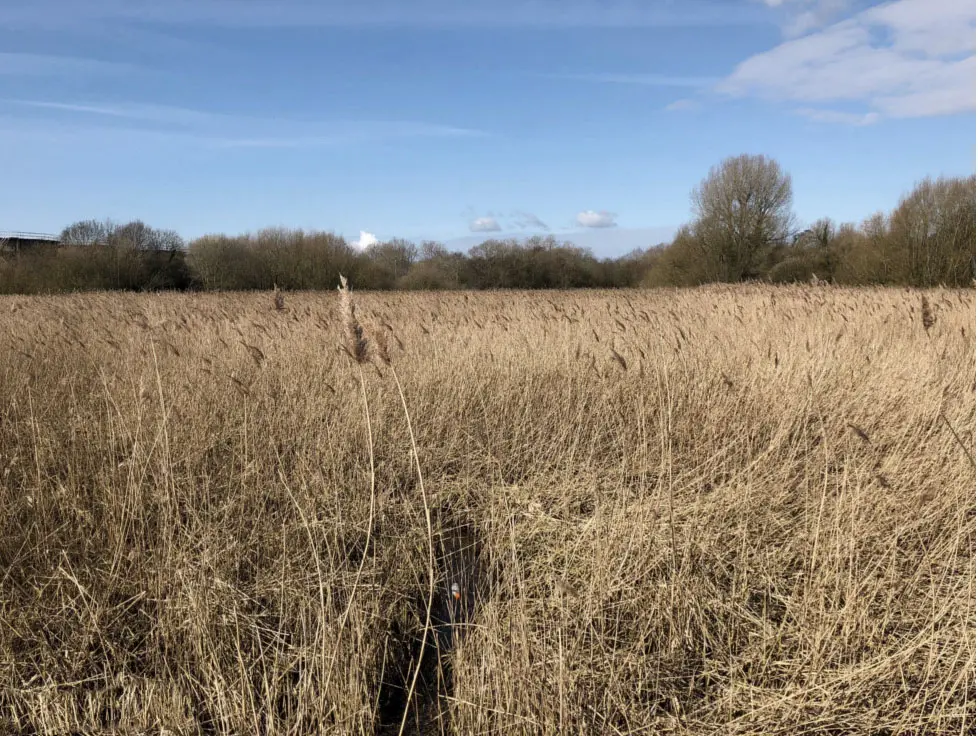 Overgrown waterway and reed bed before management works