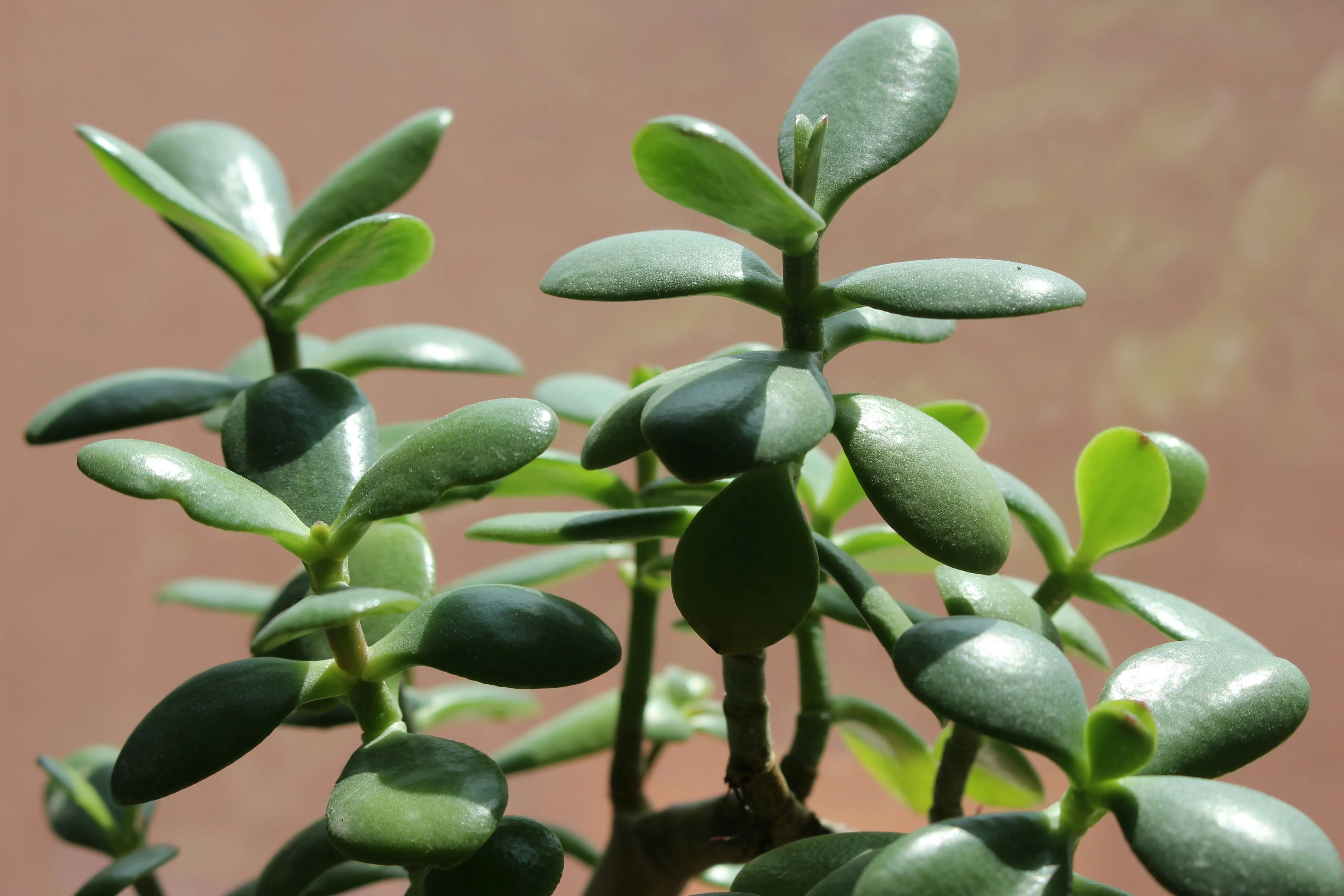 Crassula or New Zealand pygmyweed growing along a watercourse