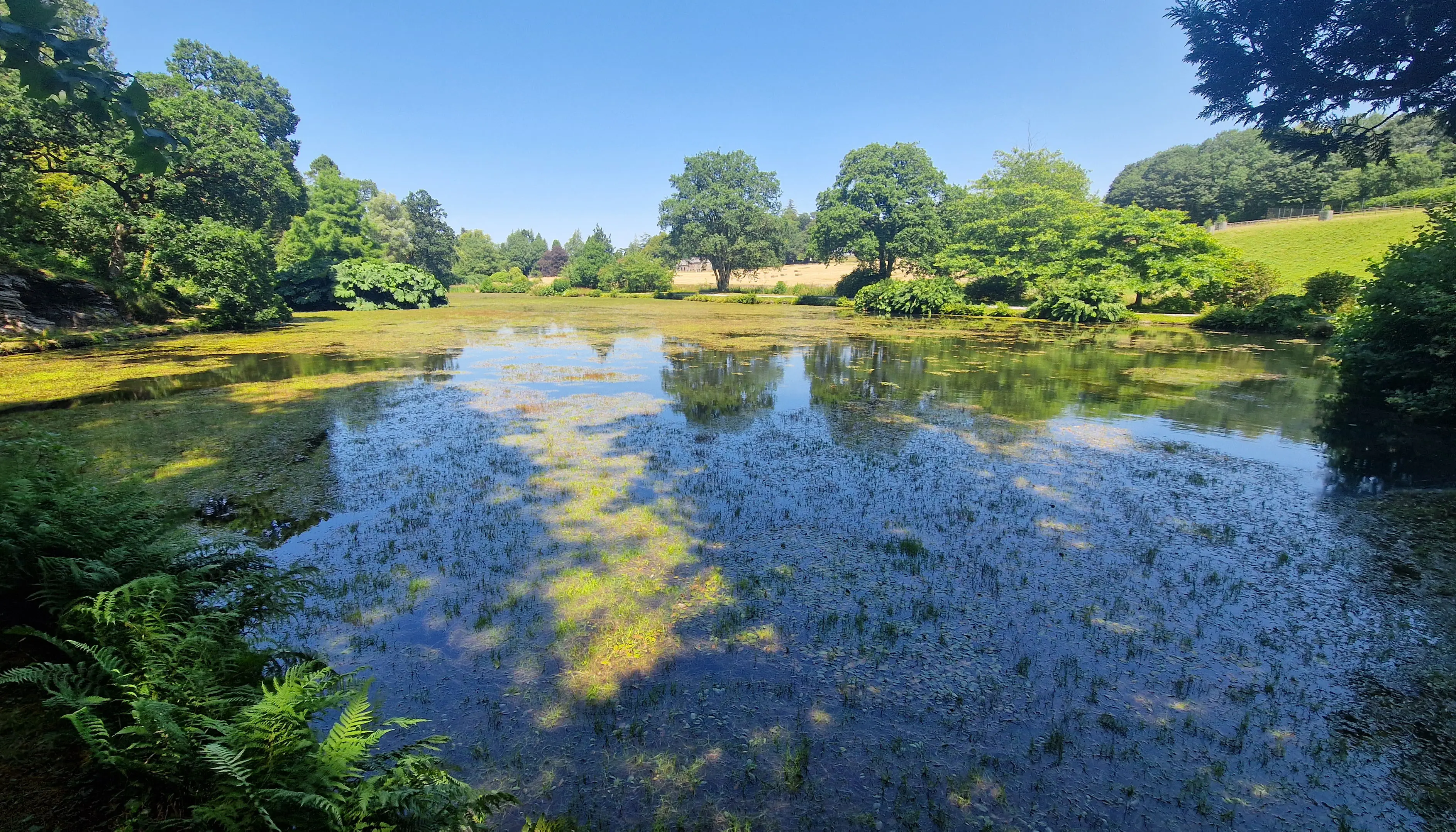 Before removing water lily roots and rhizomes
