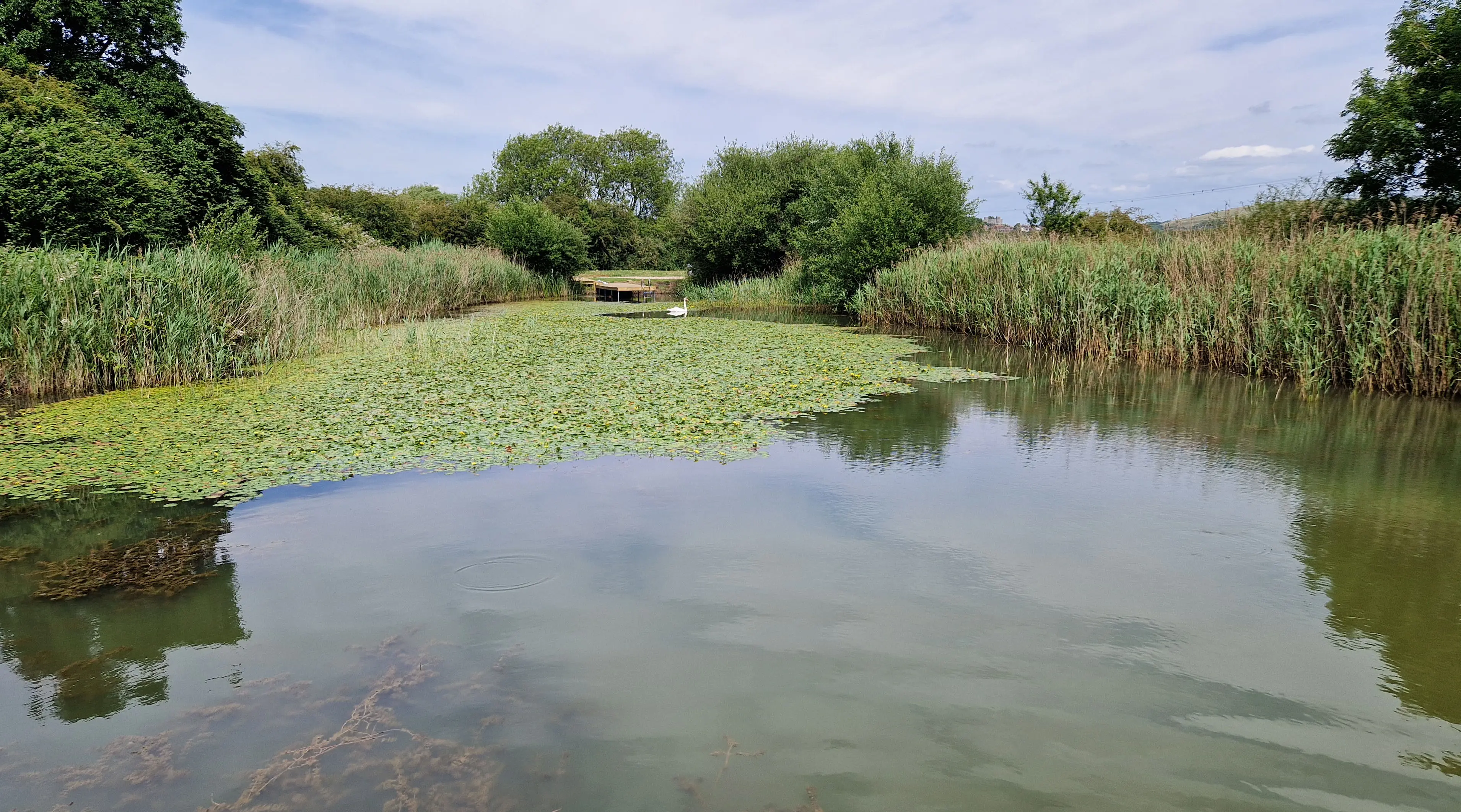 Dense aquatic vegetation before cutting and clearance