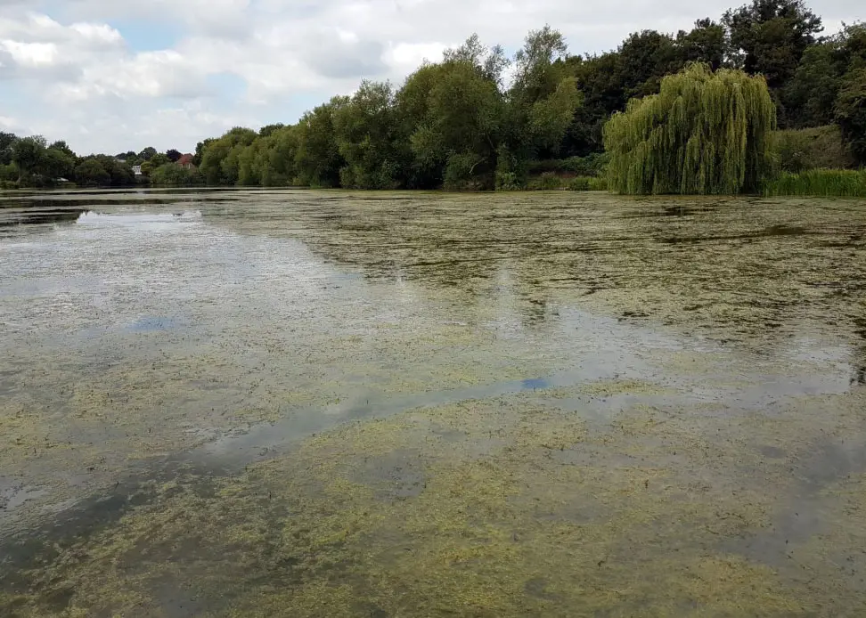 Excessive algae growth across the surface of Dartford Fishery