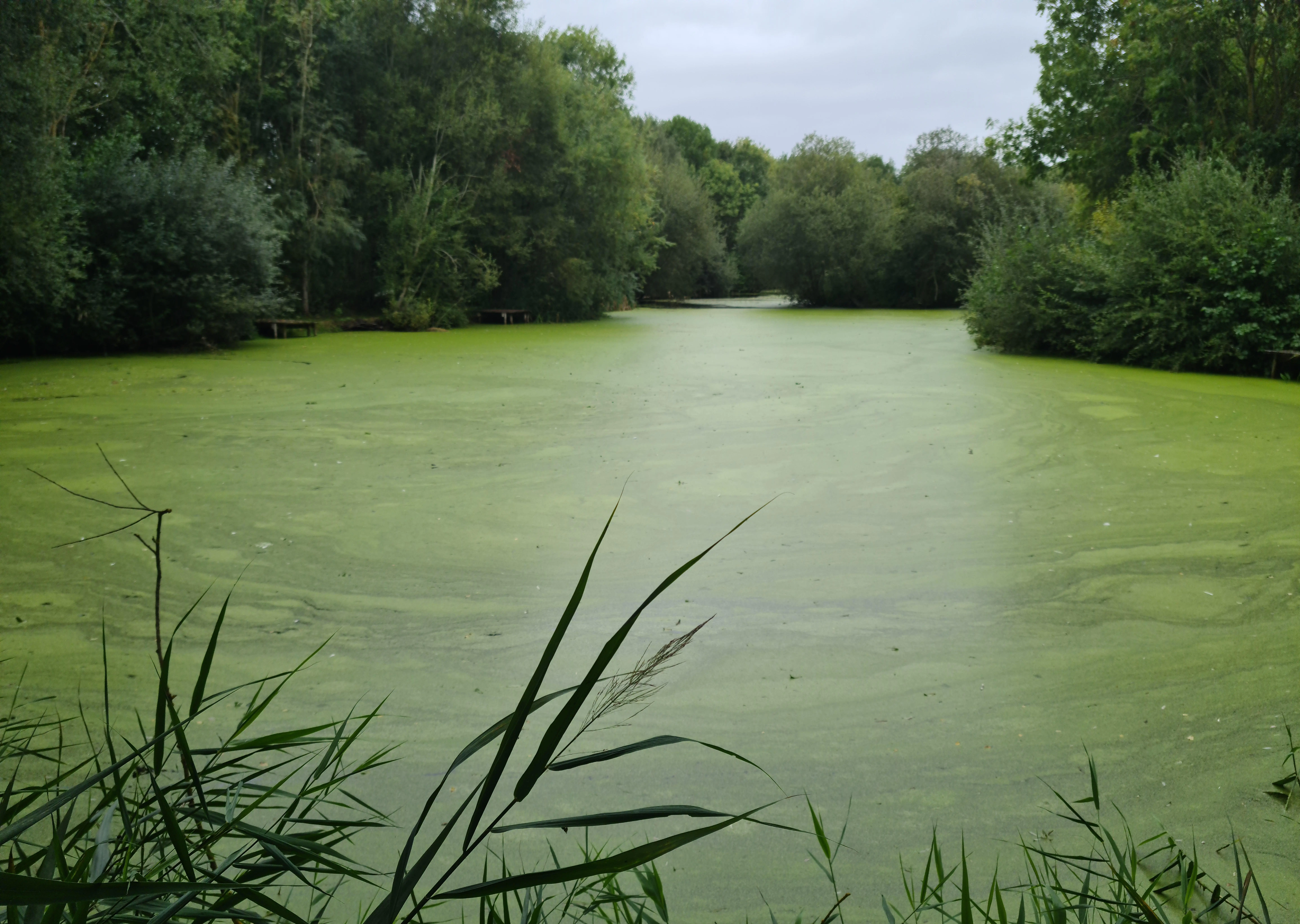 Large area of water covered by dense duckweed