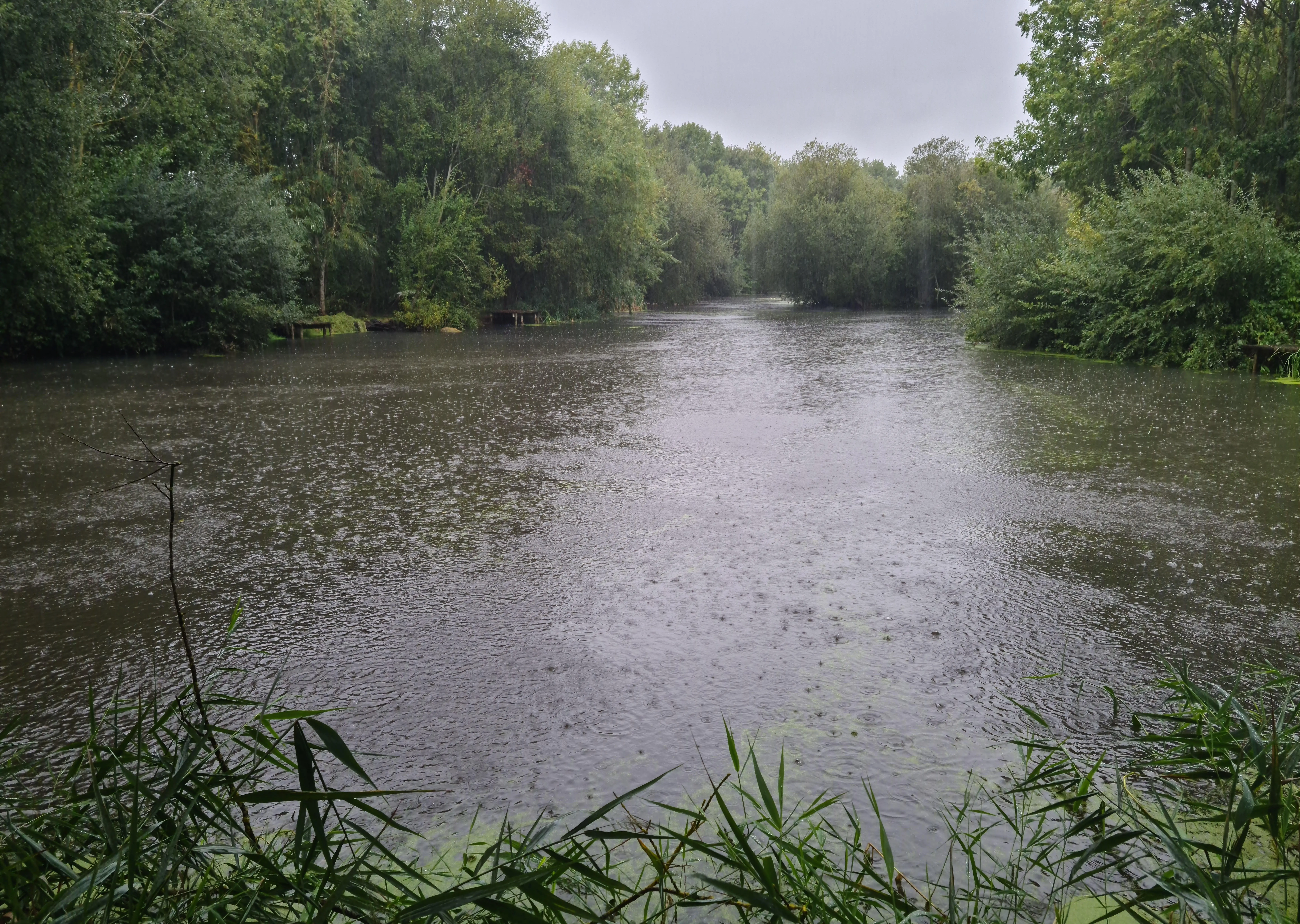 Waterbody following large-scale duckweed removal