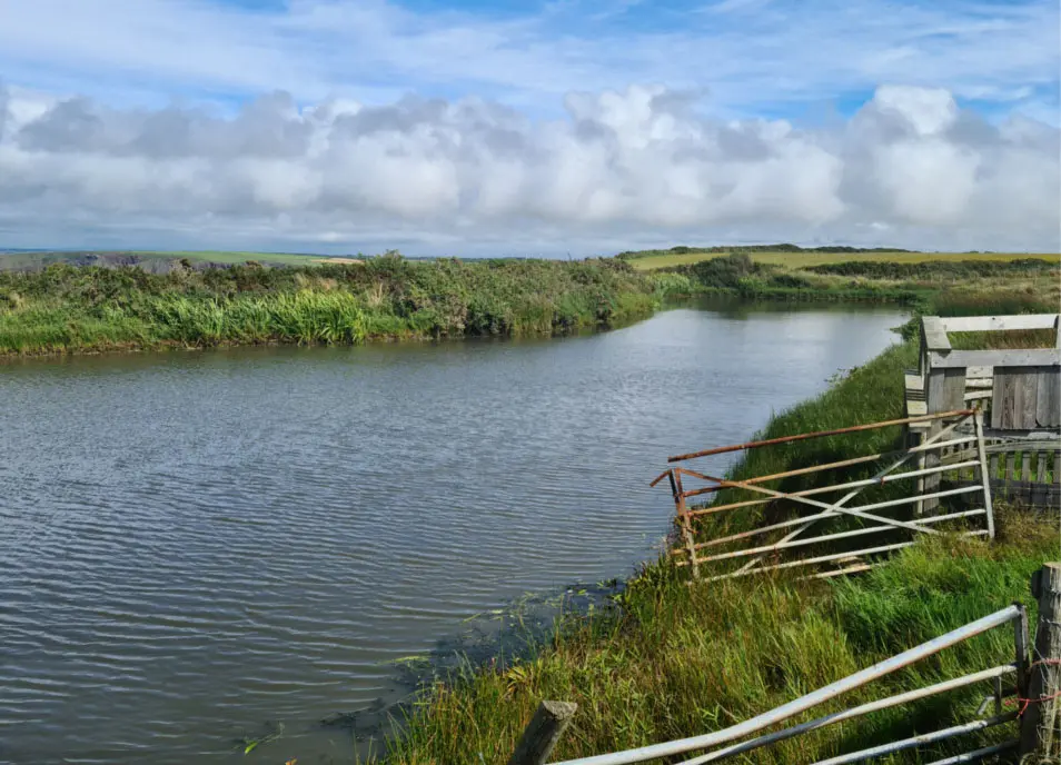 After removing aquatic vegetation
