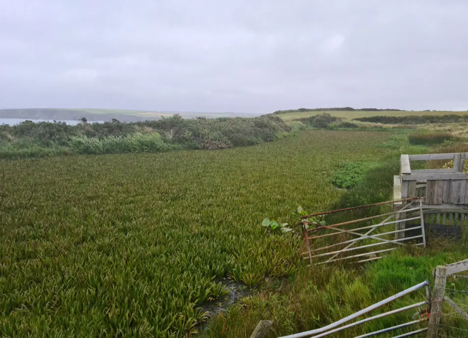 Before removing aquatic vegetation
