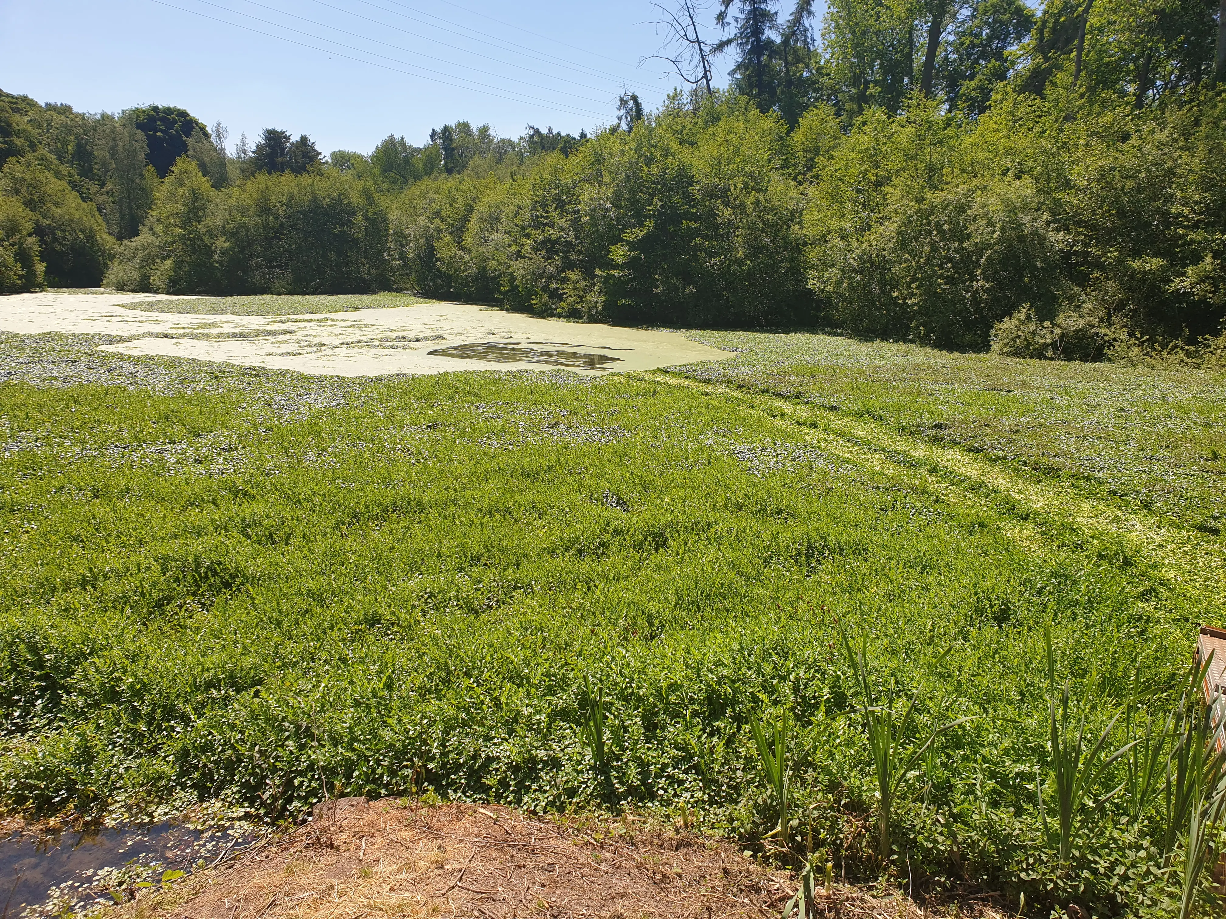 Small overgrown pond before clearance and excavation