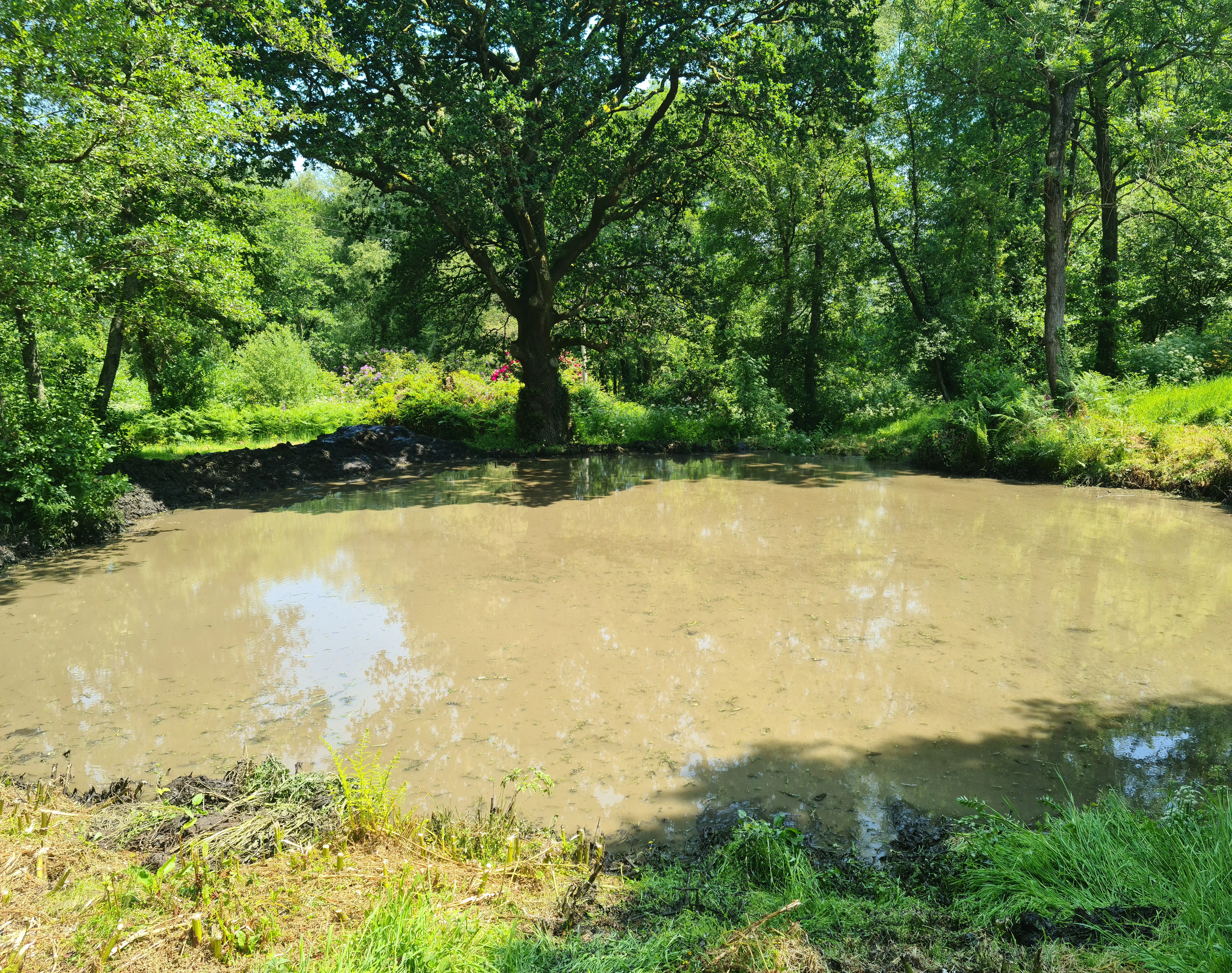 Private pond following weed cutting and bulrush removal