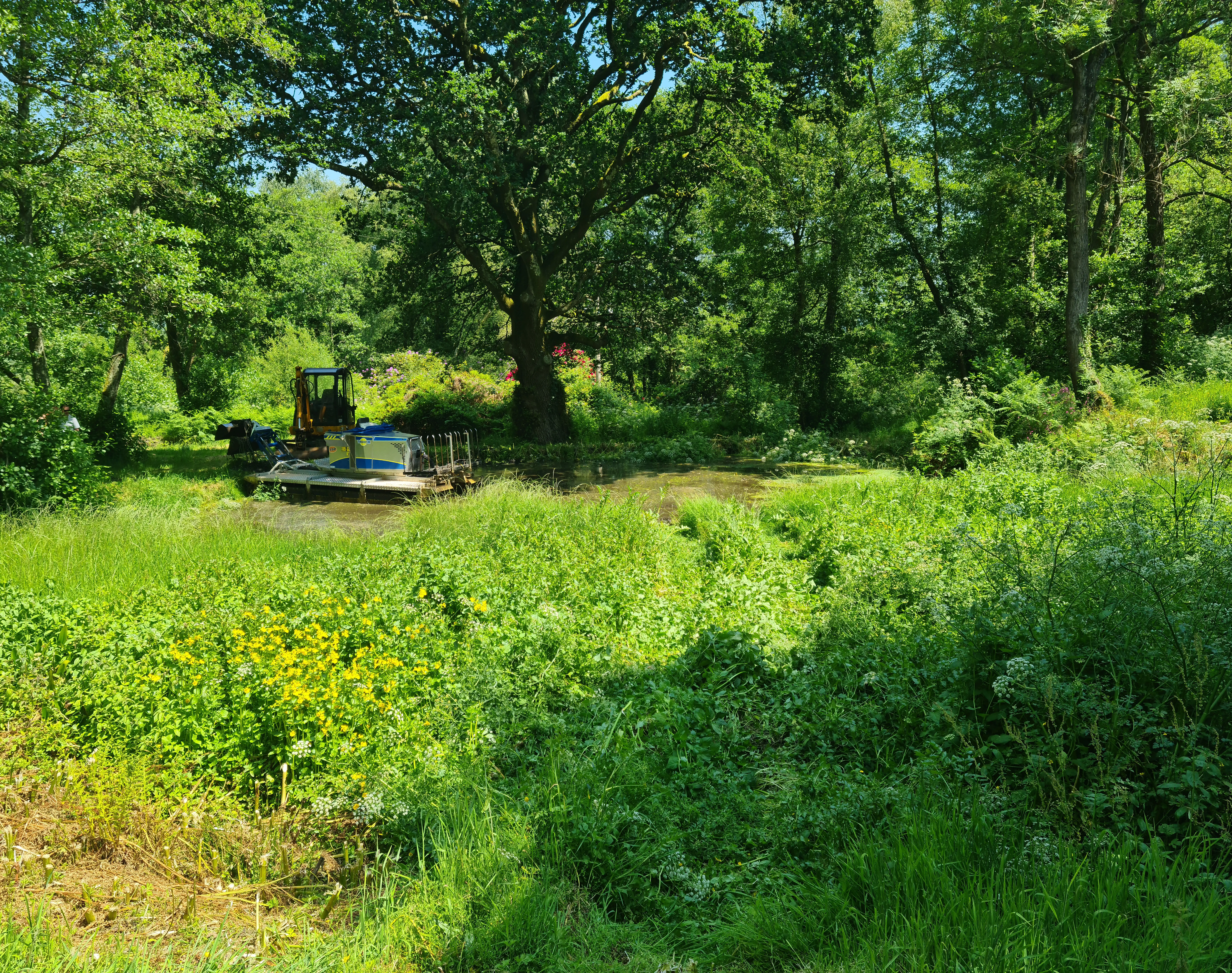 Private pond affected by dense weed and bulrush growth