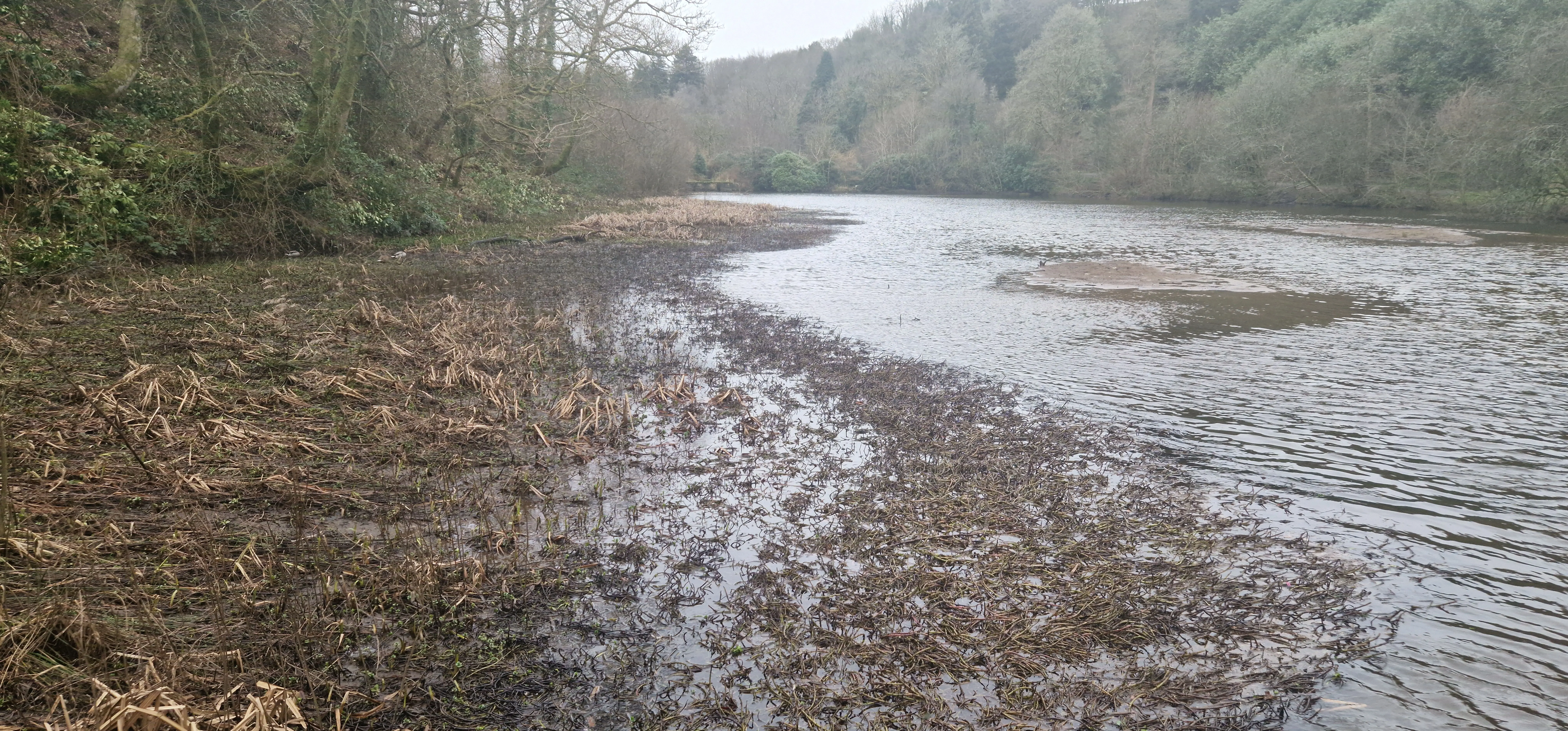 Sediment and dense vegetation restricting a section of river