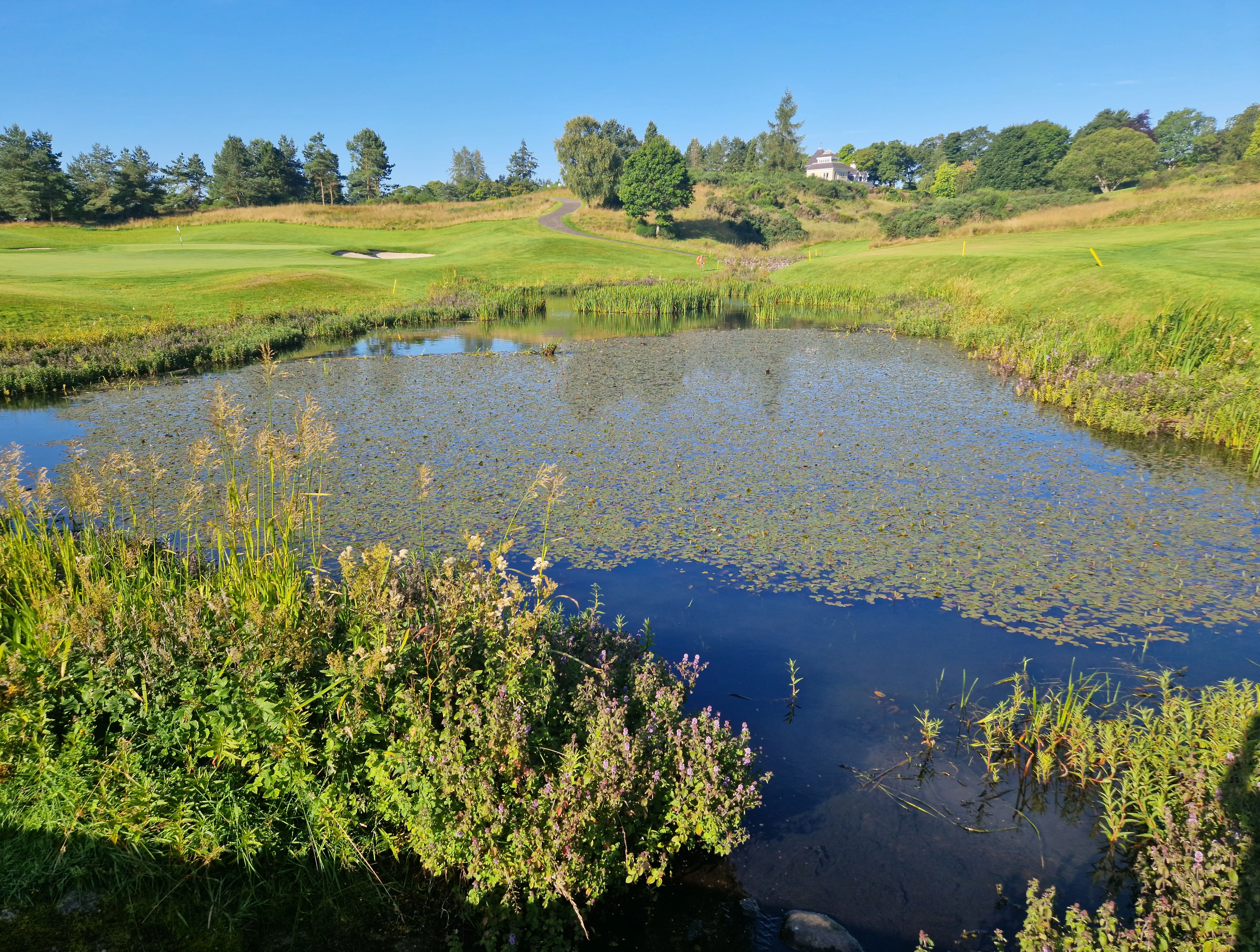 Dense broadleaf weed growth affecting a golf course lake