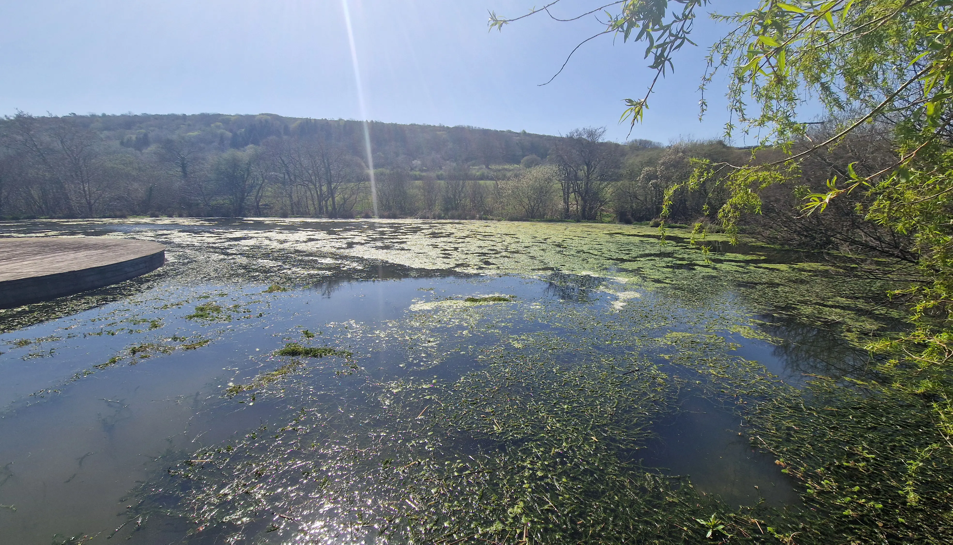 Algae and curly water weed affecting a swimming lake