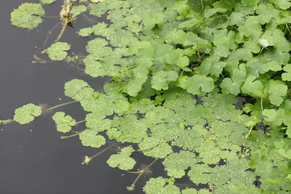 Floating pennywort growing along a watercourse