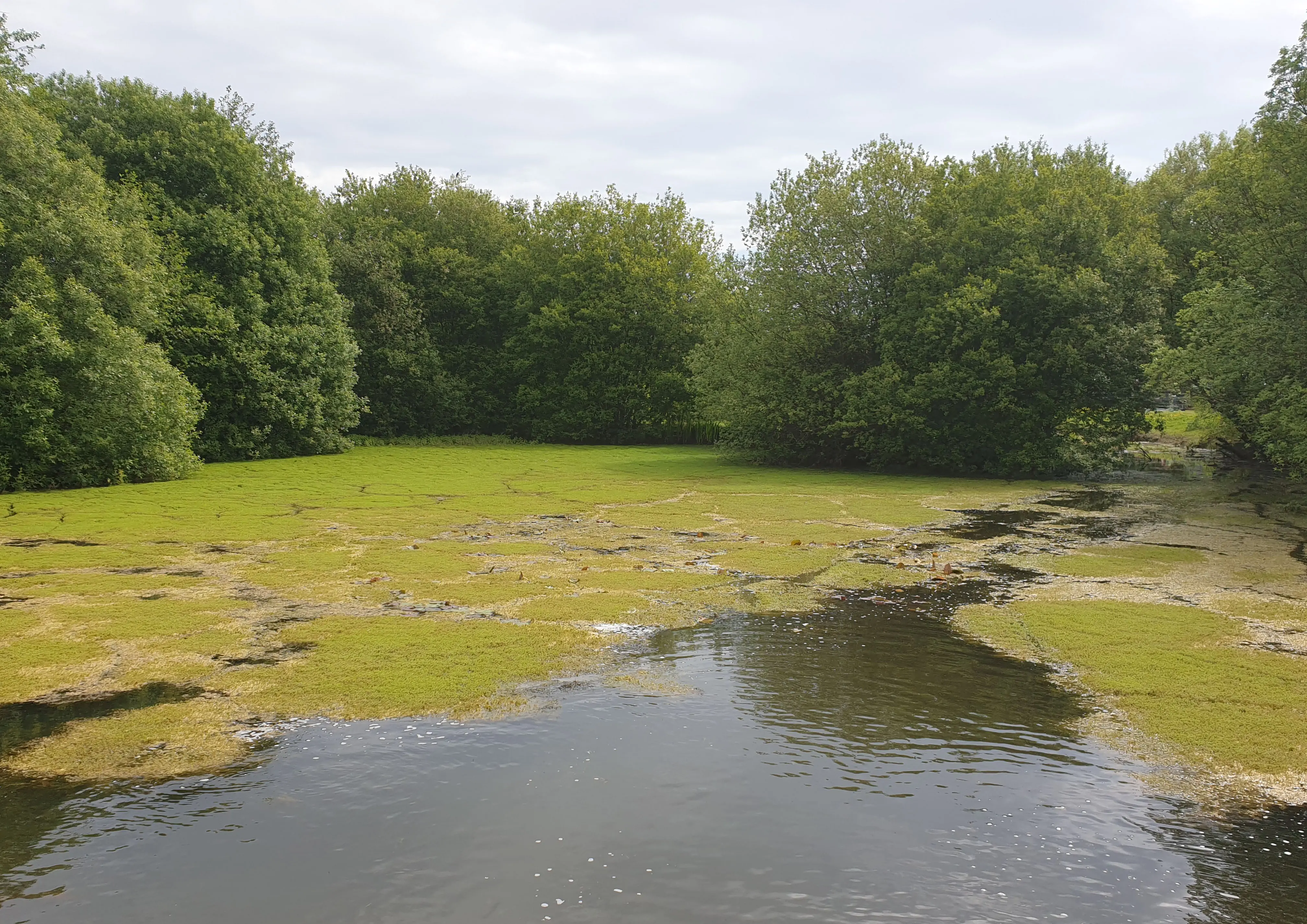 Dense water soldier growth at a footgolf course