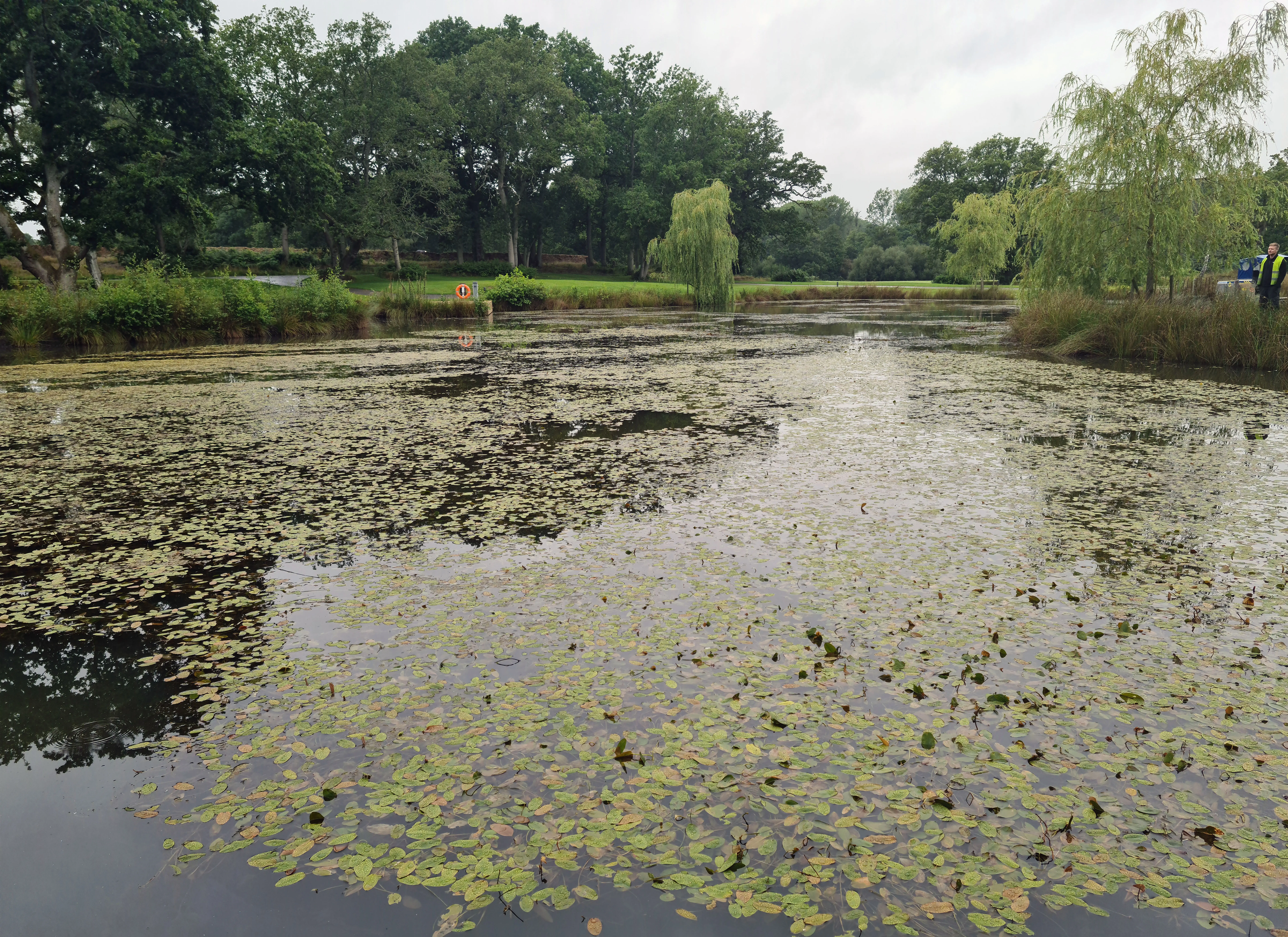 Extensive broadleaf aquatic weed growth in a golf course pond