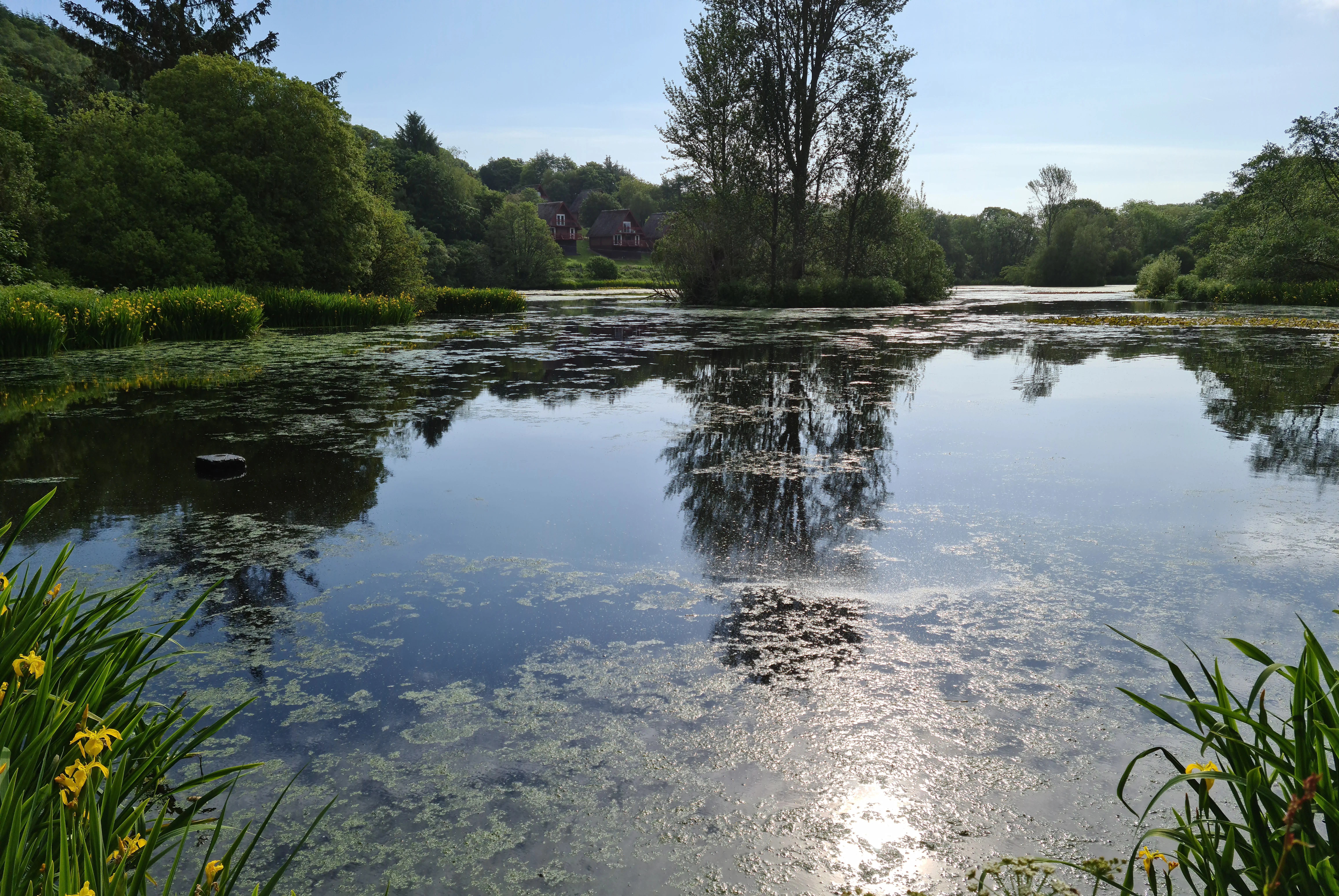 Regrowth of invasive aquatic vegetation in the watercourse