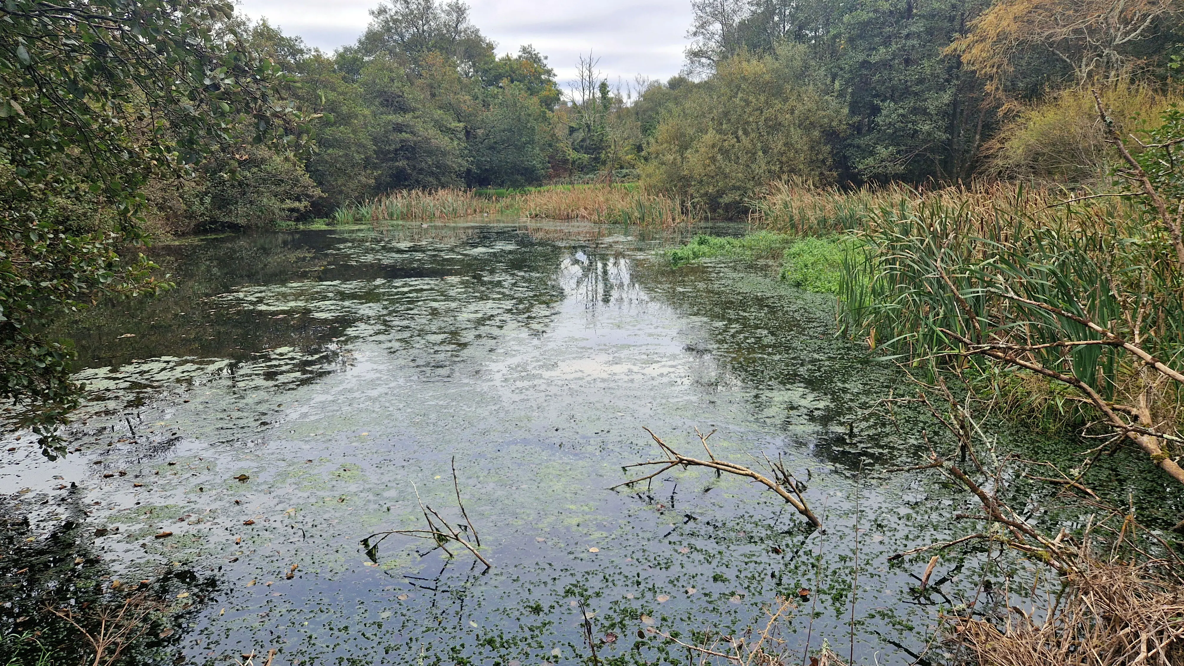 Invasive aquatic vegetation collected during removal