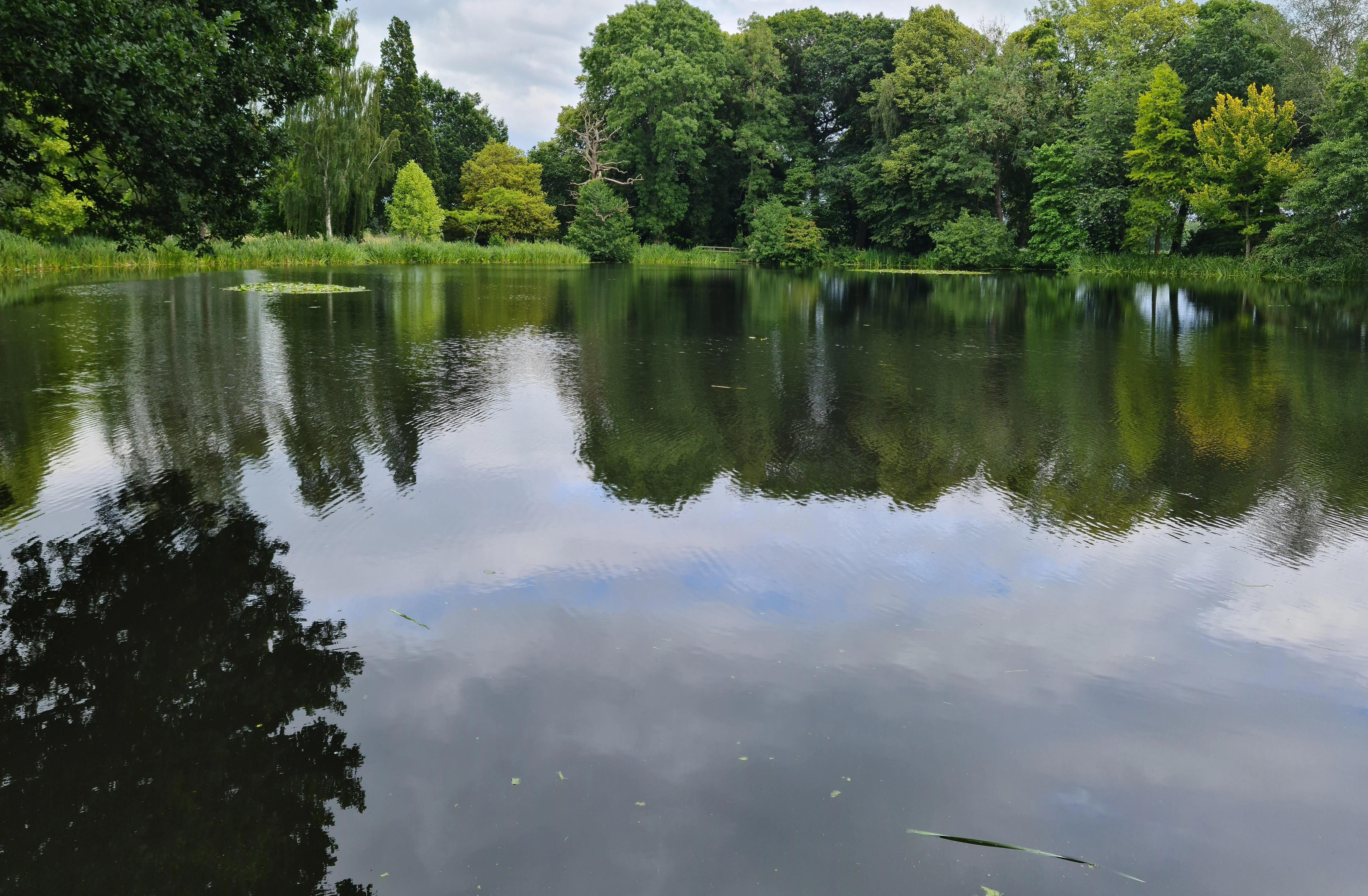 Private lake following targeted water lily removal