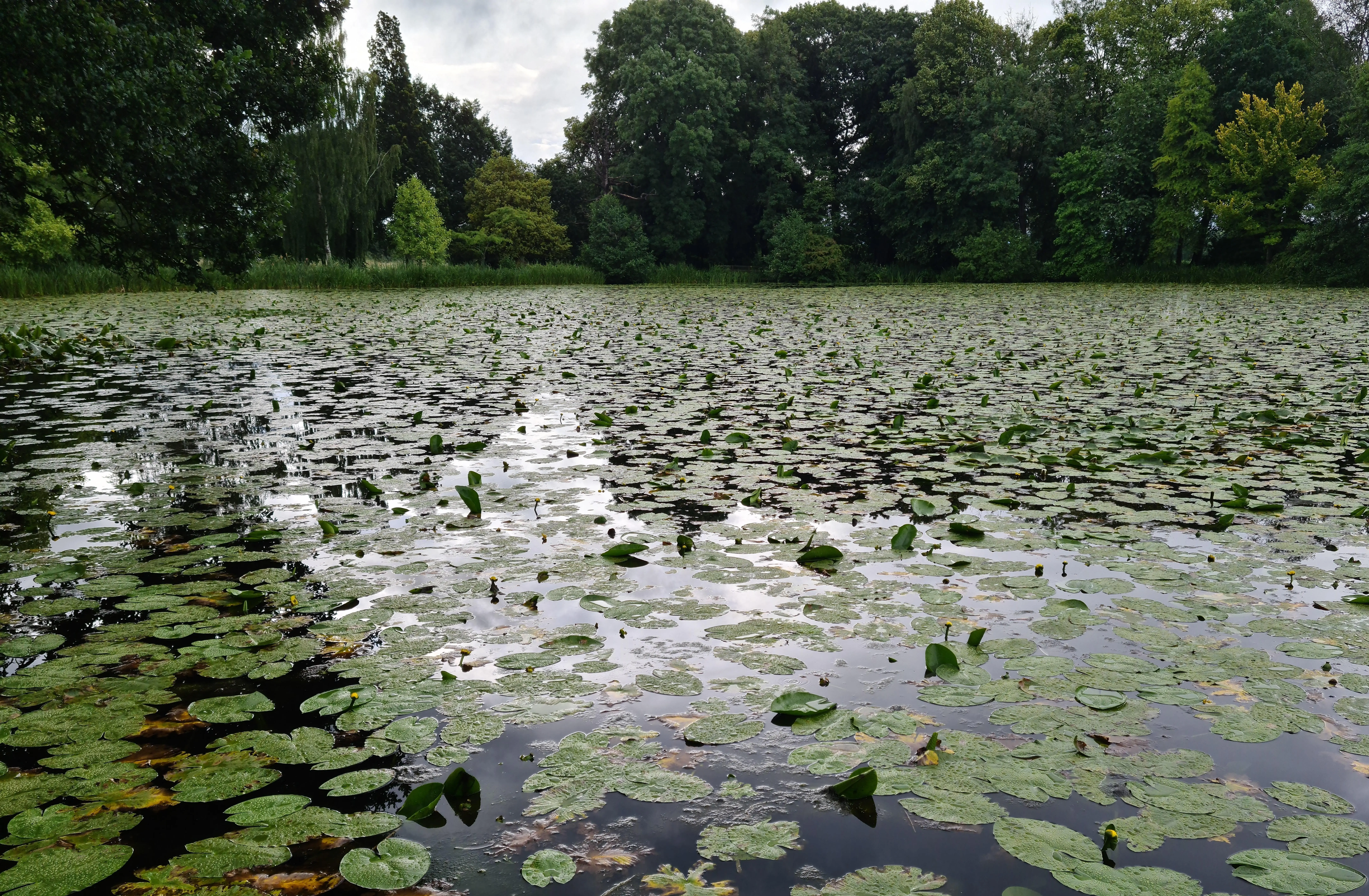 Dense water lily growth across a private lake before removal