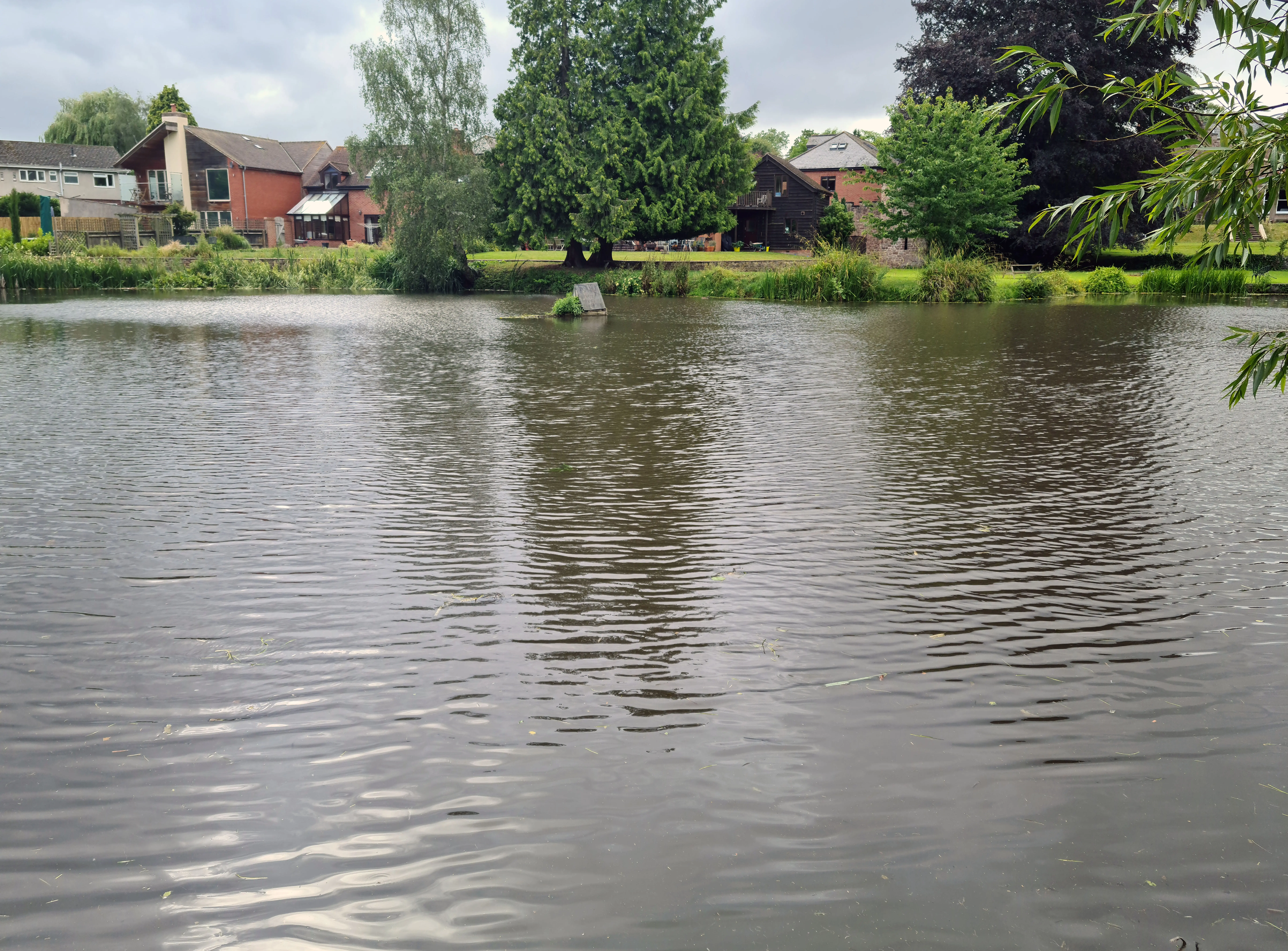After removal of aquatic lily and weed growth covering a public pond