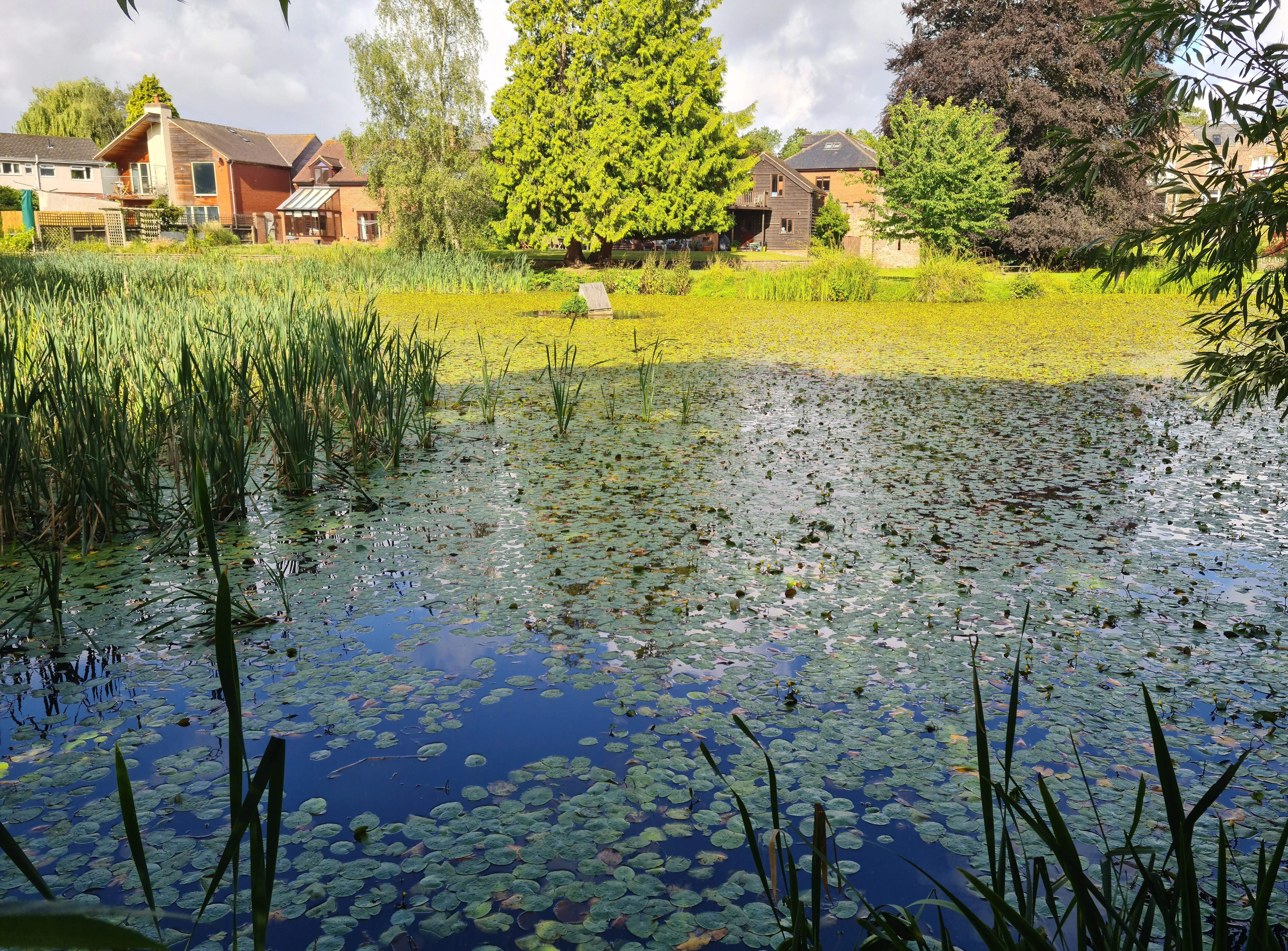 Excessive aquatic lily and weed growth covering a public pond