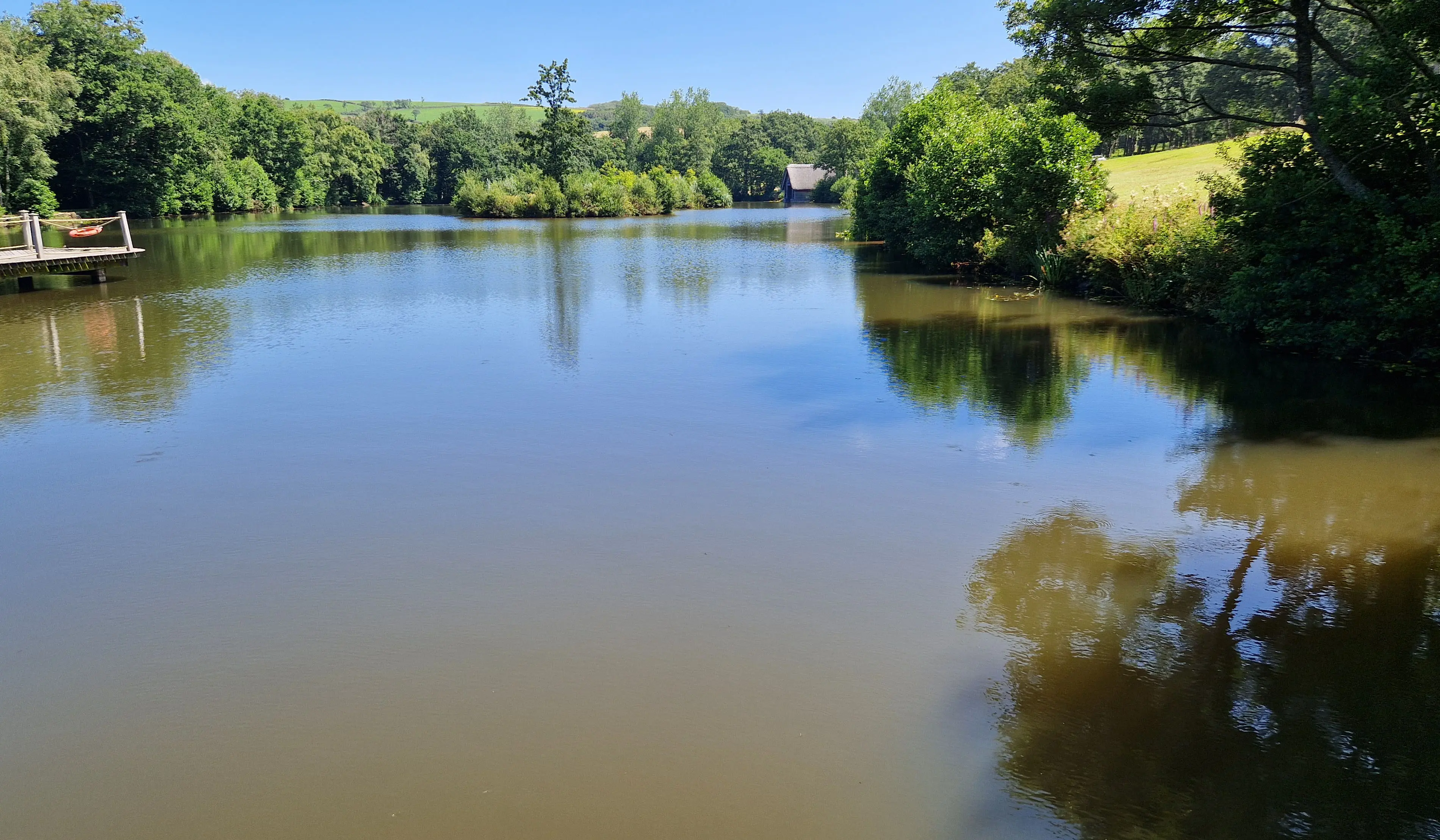 After yellow water lily removal across a private lake