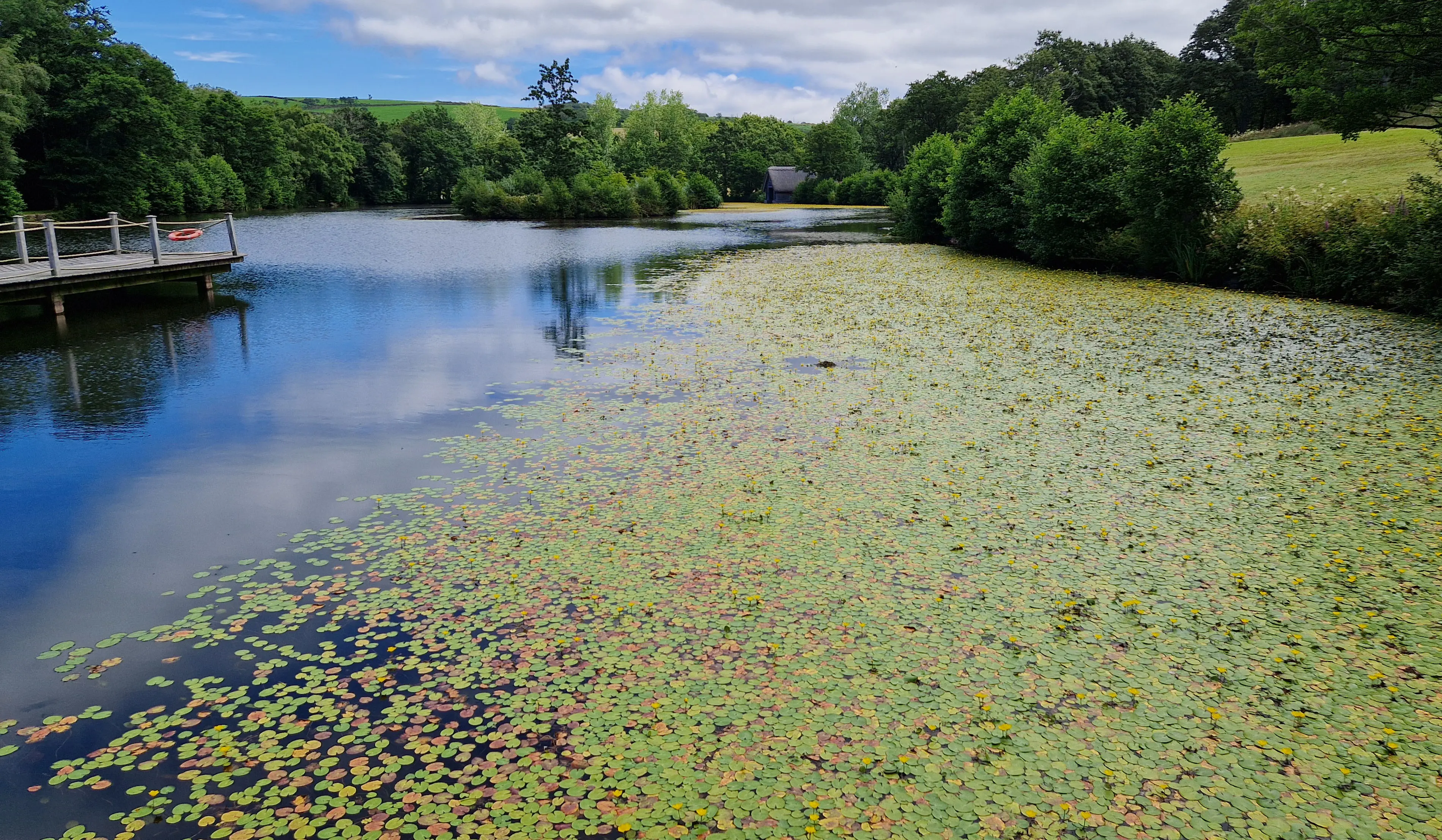 Yellow water lily growth across a private lake
