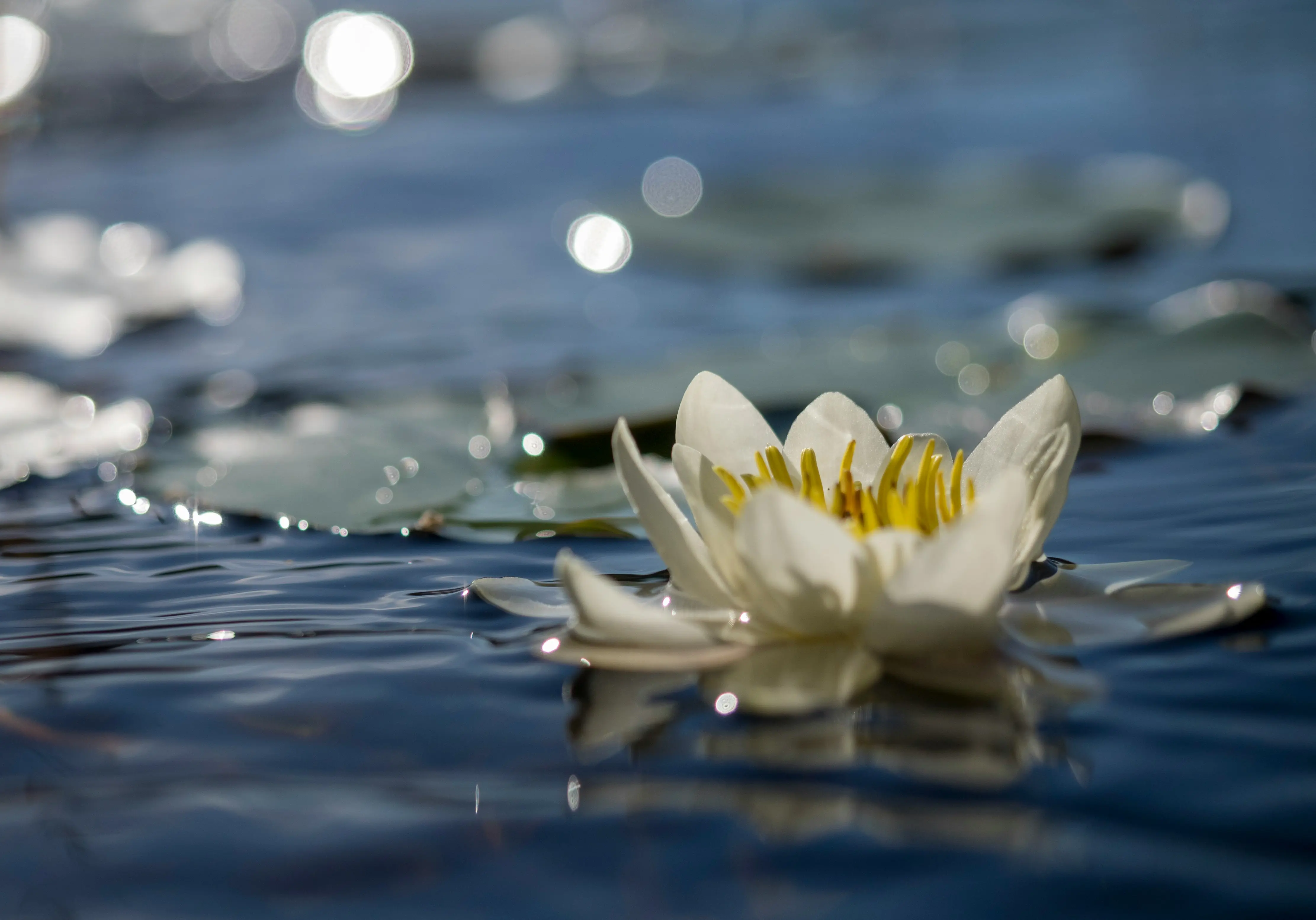 A lake with water lilies in balance