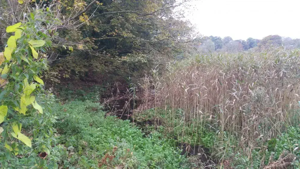 Before habitat creation in Mill Pond