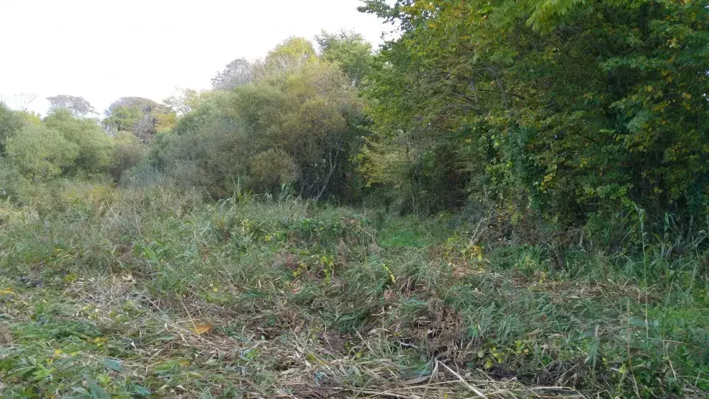 Before habitat creation in Mill Pond