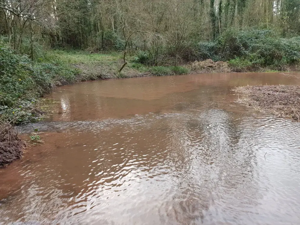 After desilting pond and water depth increased