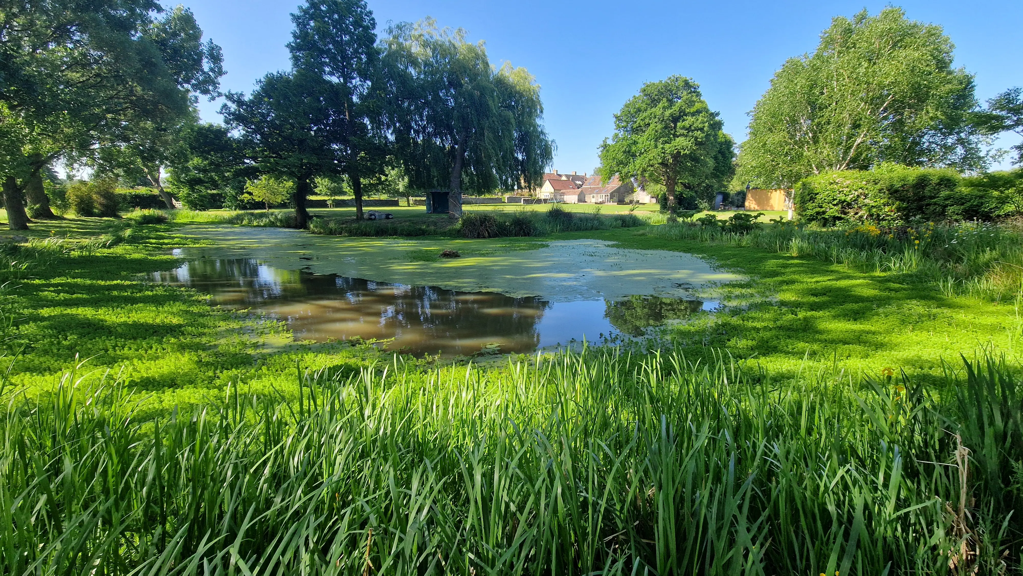 Garden Pond Before