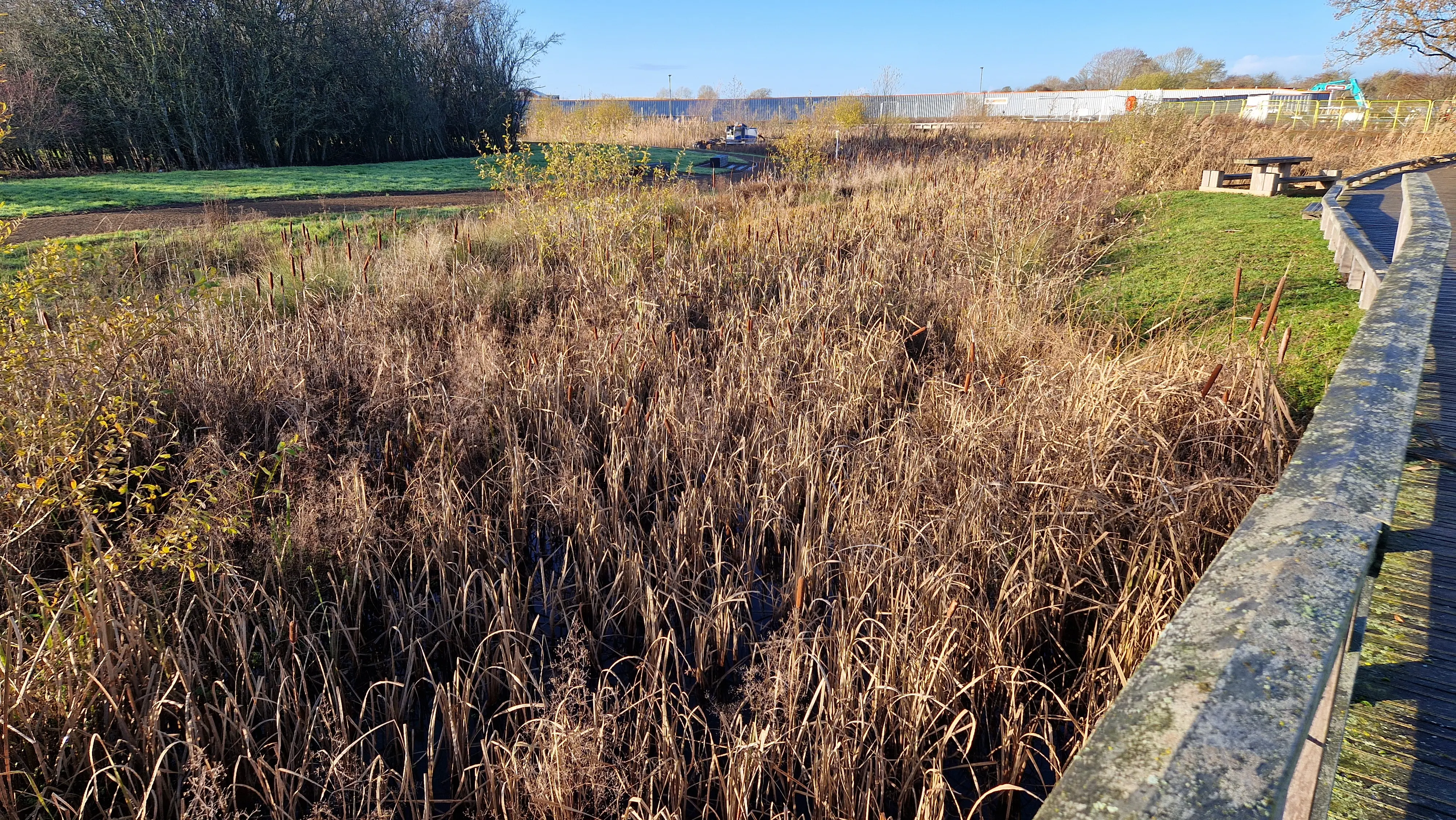 Dense bulrush growth within a public SuDS waterbody